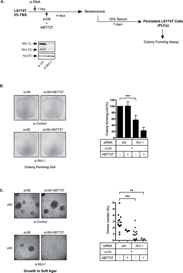 fig6