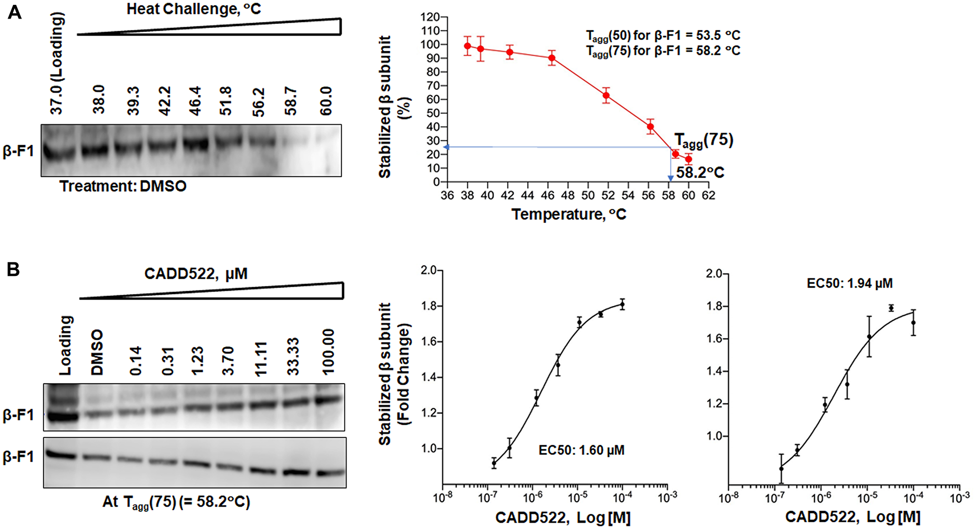 Engagement of CADD522 with the mitochondrial F1-ATP synthase, β subunit