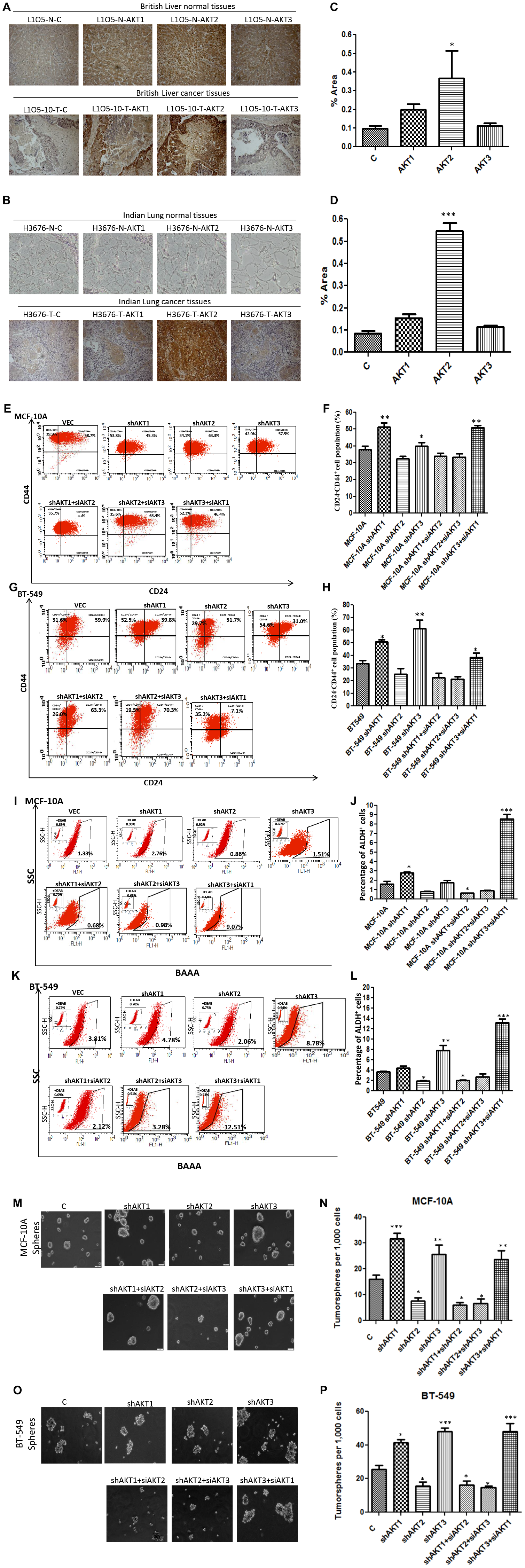 AKT2 promotes cancer stem cells and contributes to metastasis