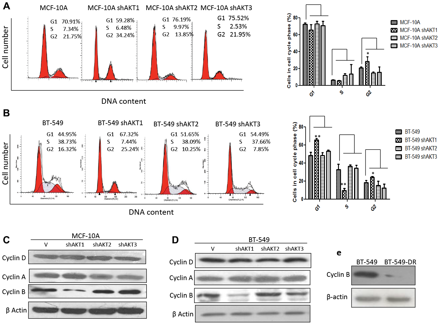 Knockdown of AKT1 resulted in prolonged G2 arrest
