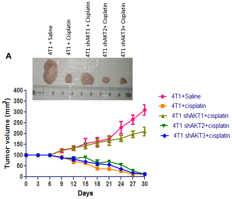 Down-regulation of AKT2 decreases tumorigenic capacity