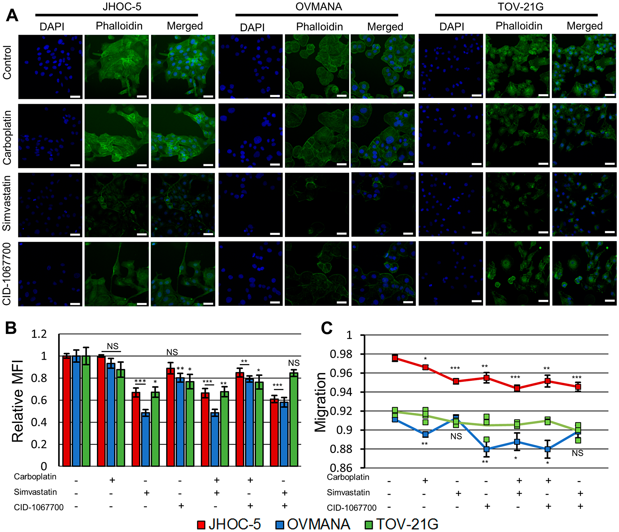 Effect of treatments upon cytoskeletal integrity and migration in JHOC-5, OVMANA and TOV-21G cell lines