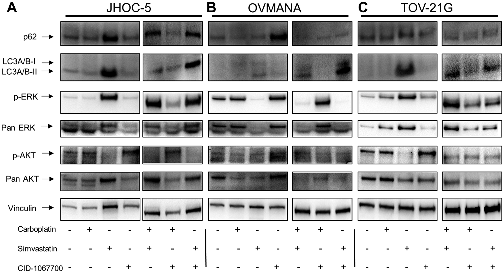 Cellular response to single agent treatments with carboplatin, simvastatin or CID-1067700 or combinations thereof