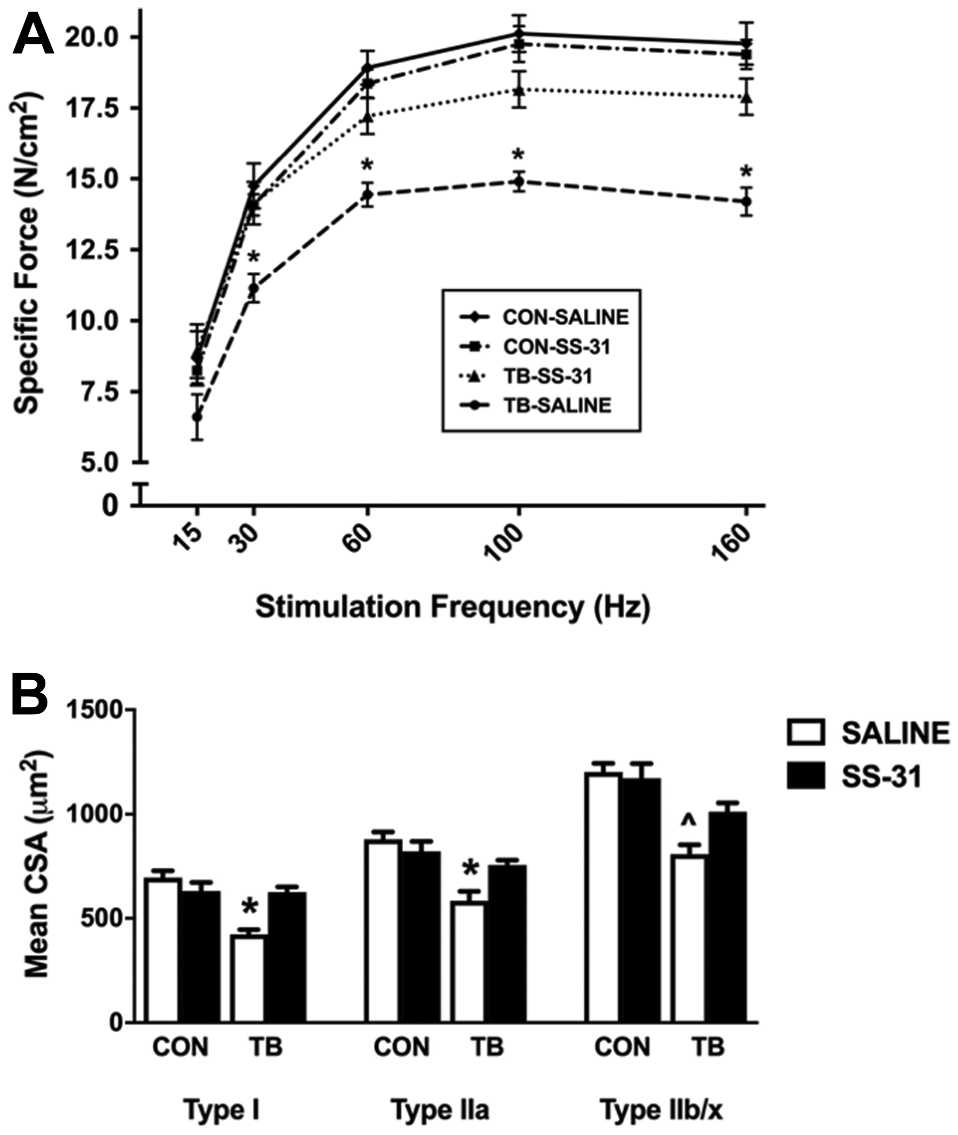 Diaphragm muscle function and fiber size