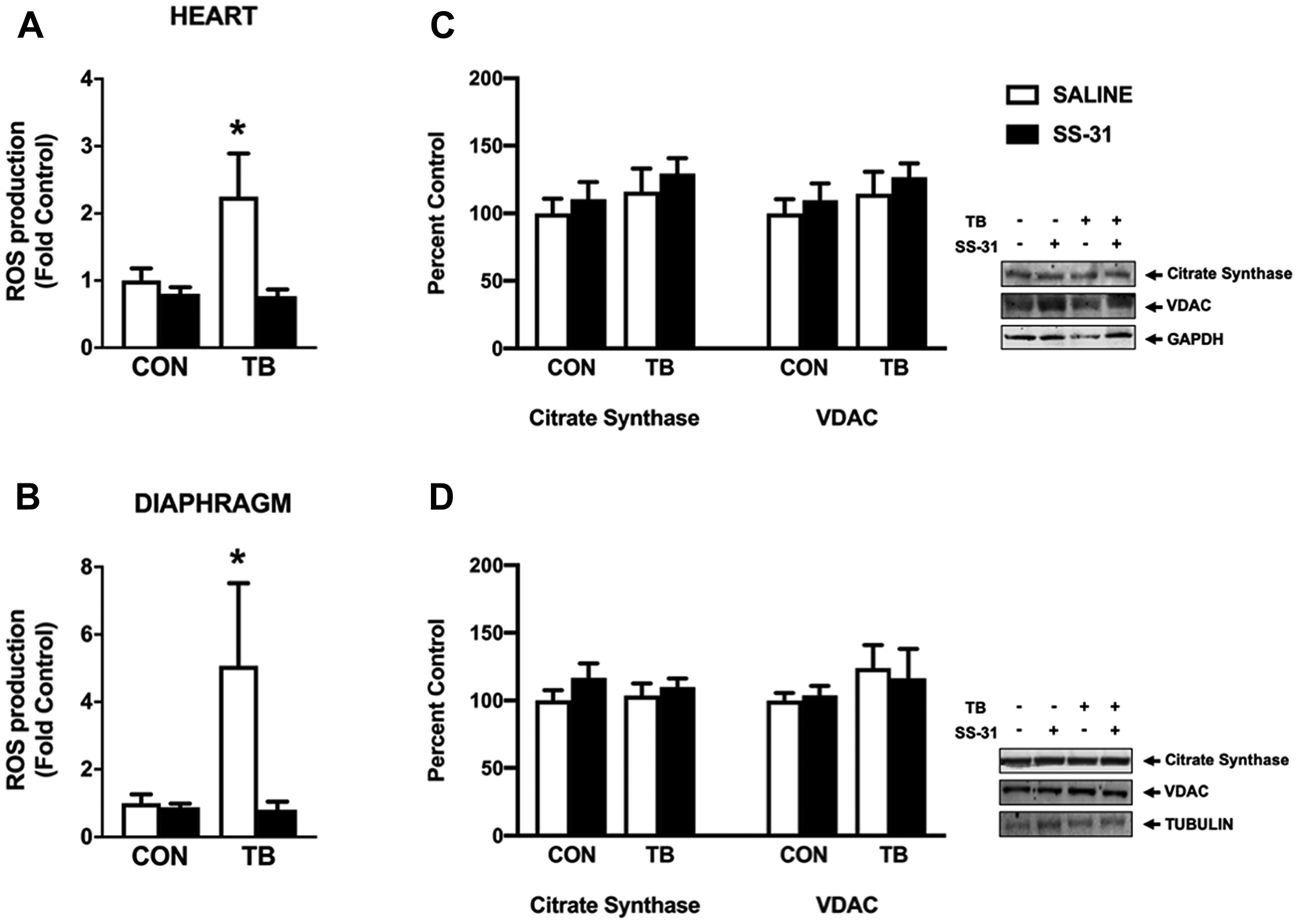 Mitochondrial reactive oxygen species (ROS) emission and protein expression