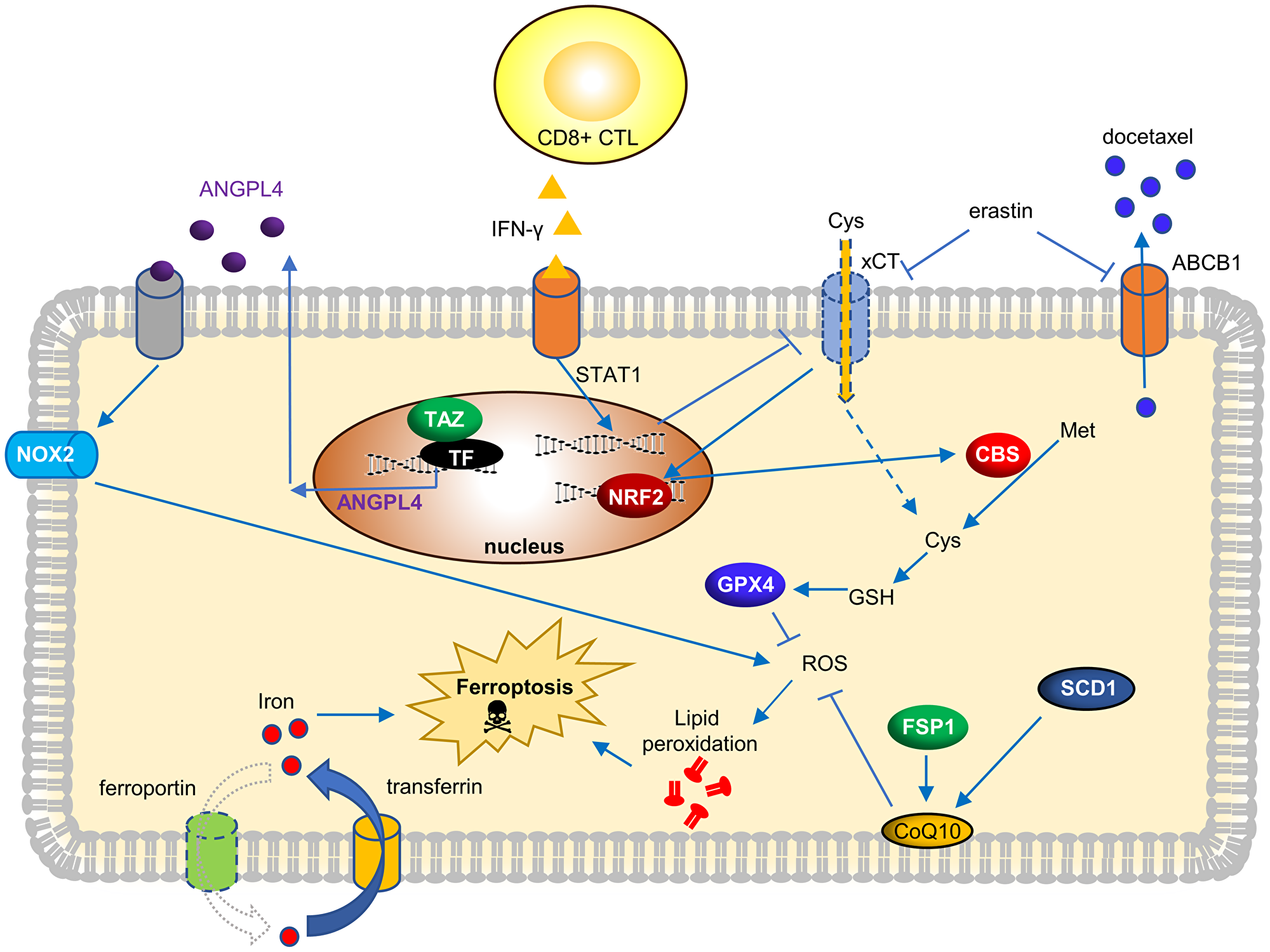 Current genetic determinants and its molecular mechanisms to trigger ferroptosis in OVCA