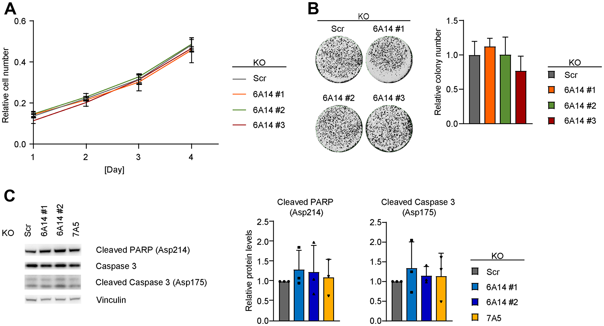 Genetic inhibition of SLC6A14 does not have a major impact on cell viability