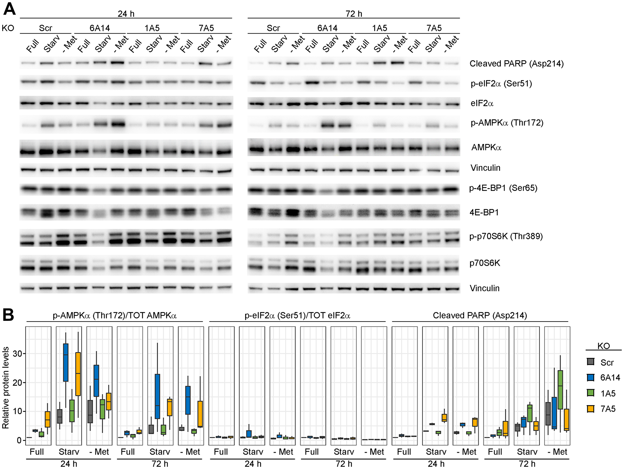 Evaluation of stress response markers in the absence of amino acid transporters