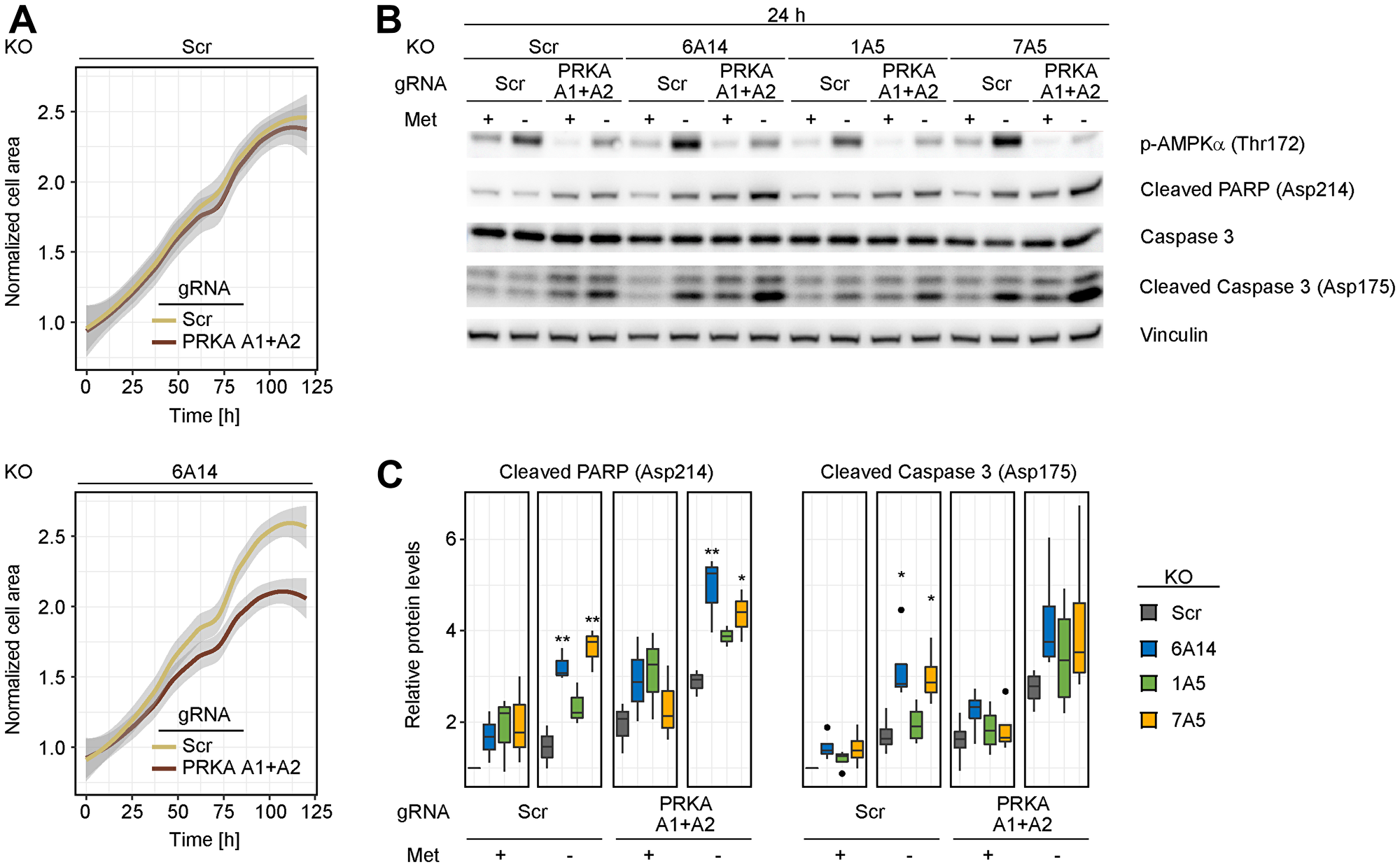Combined depletion of AMPK and SLC6A14 induces cell death in response to methionine starvation