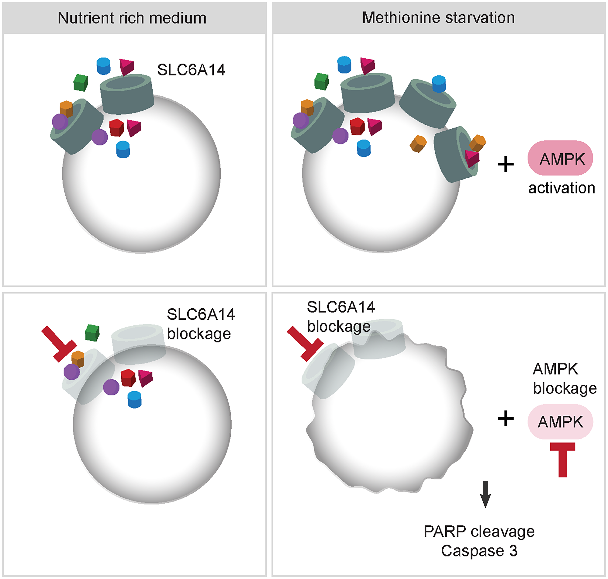 Model describing the effects of combined inhibition of SLC6A14 and AMPK