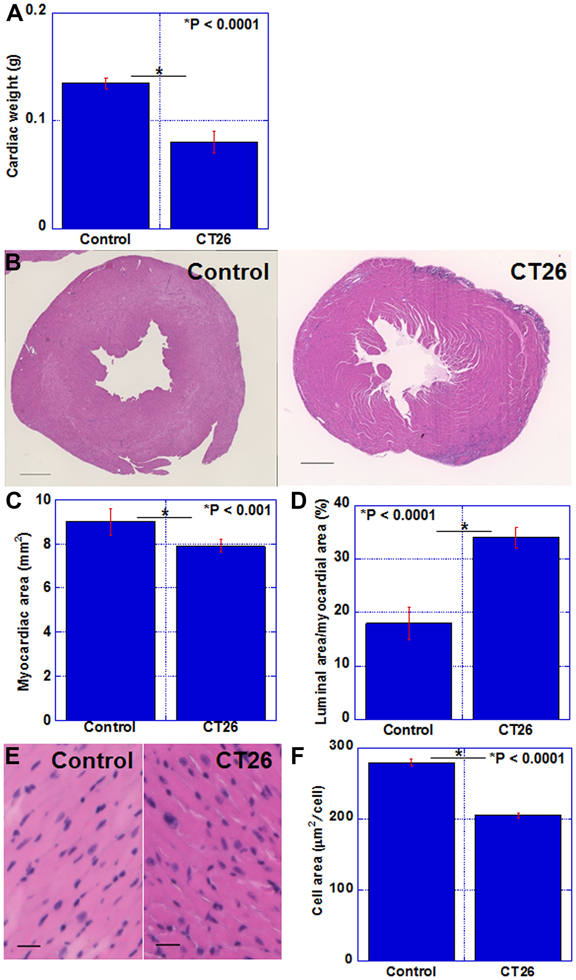 Alterations in the myocardium of CT26-inoculated BALB/c mice
