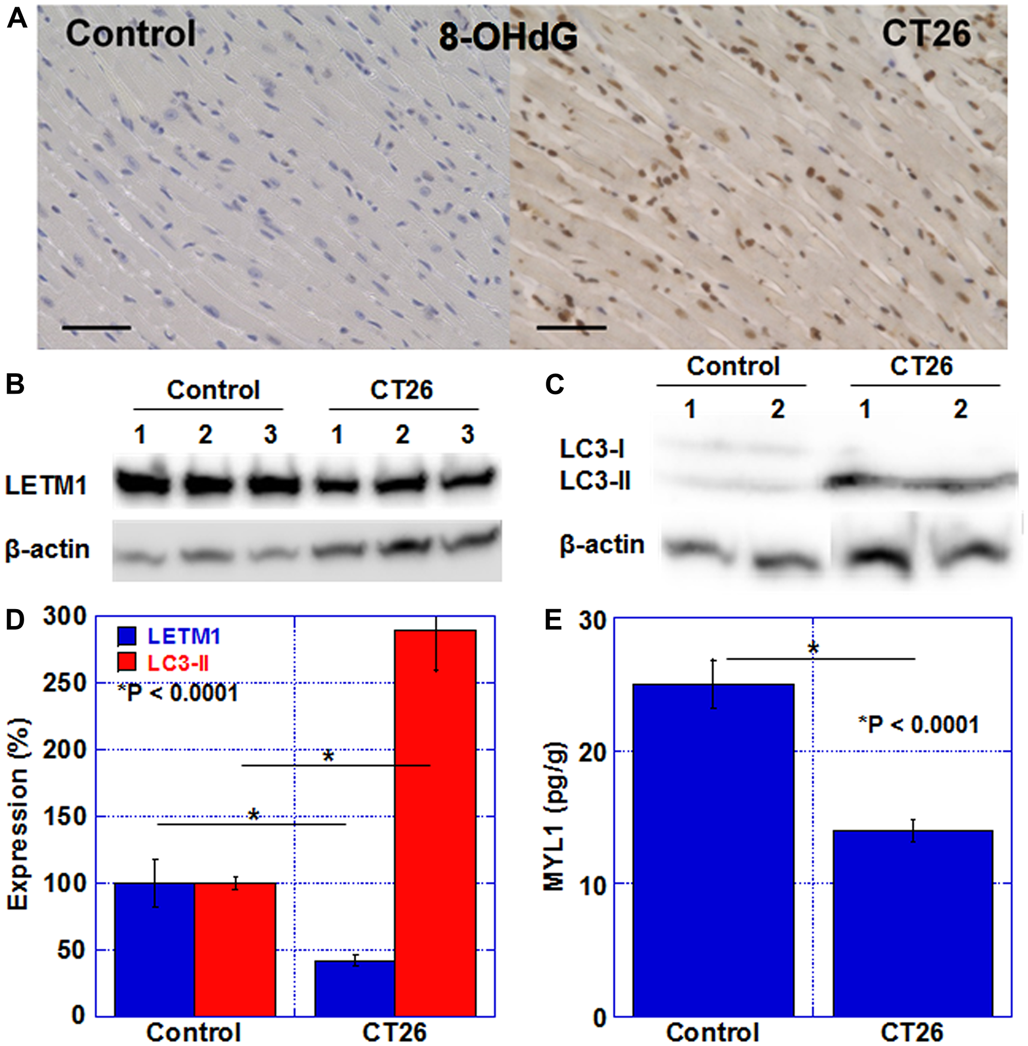 Oxidative stress, mitochondria, and autophagy in the myocardium of CT26-inoculated BALB/c mice