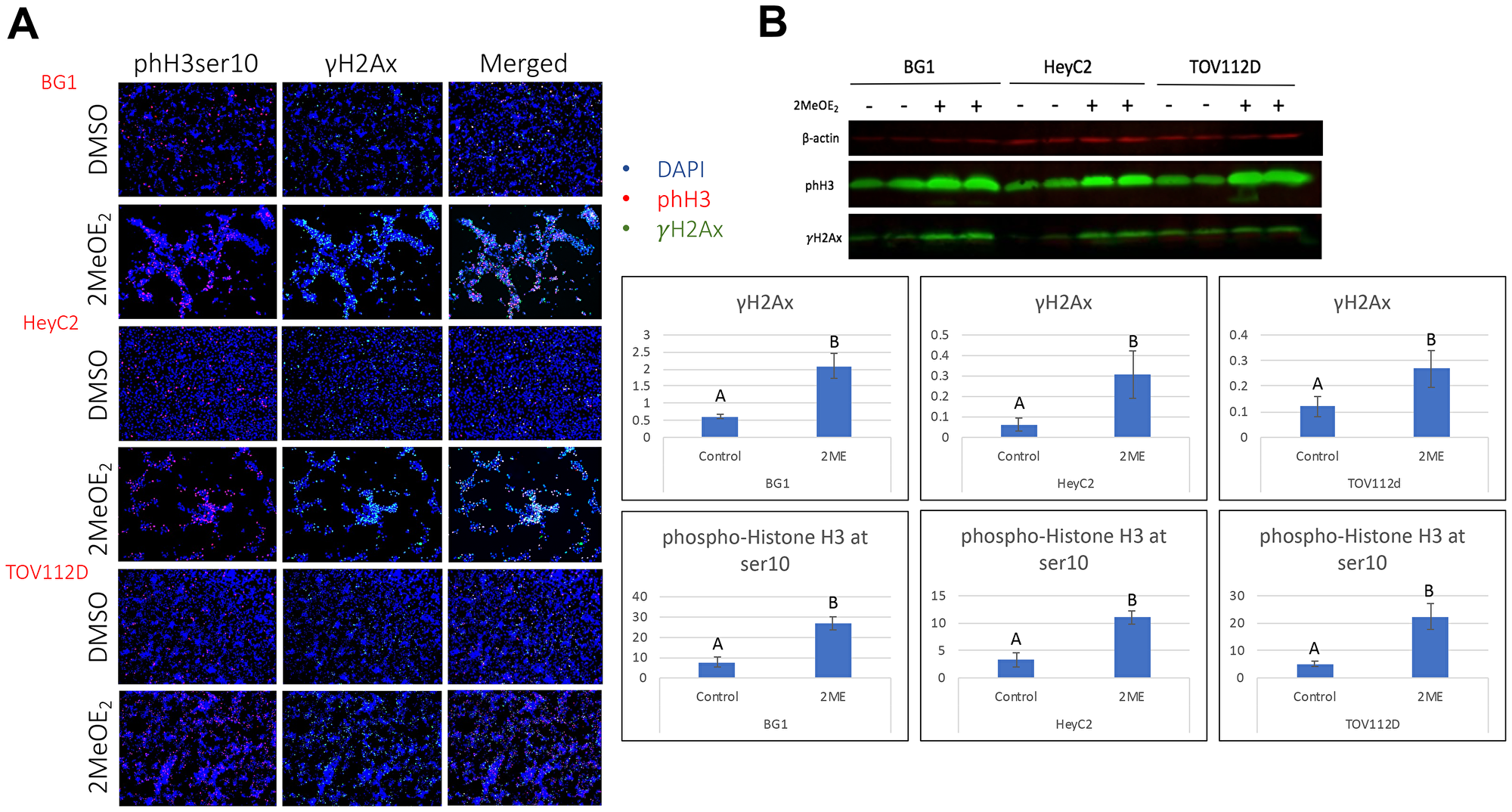 2MeOE2 induced histone modifications in human ovarian cancer cells