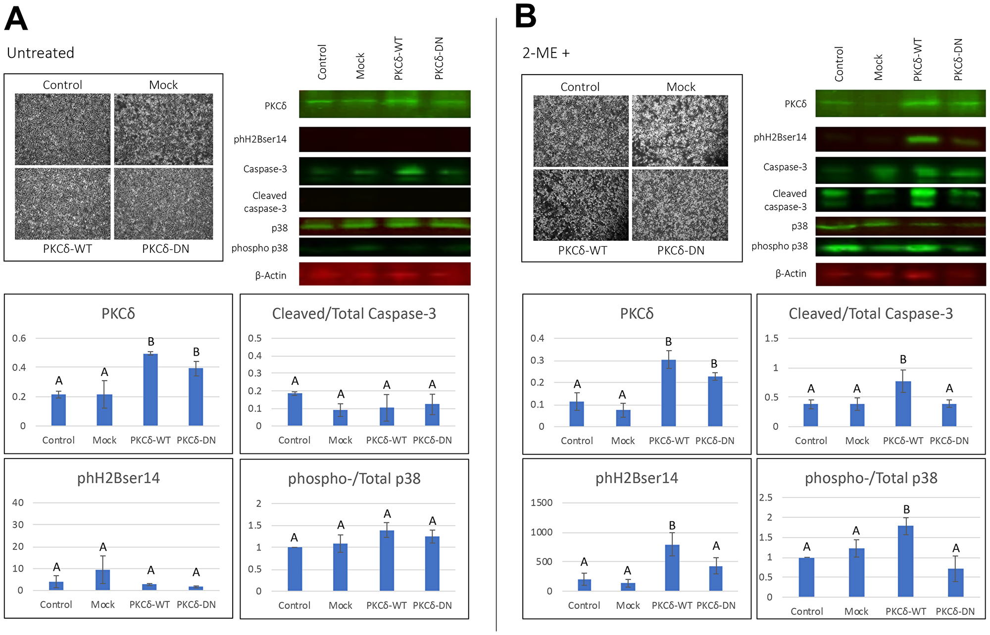 Effect of transient transfection of PKCδWT and PKCδDN to human ovarian cancer cells
