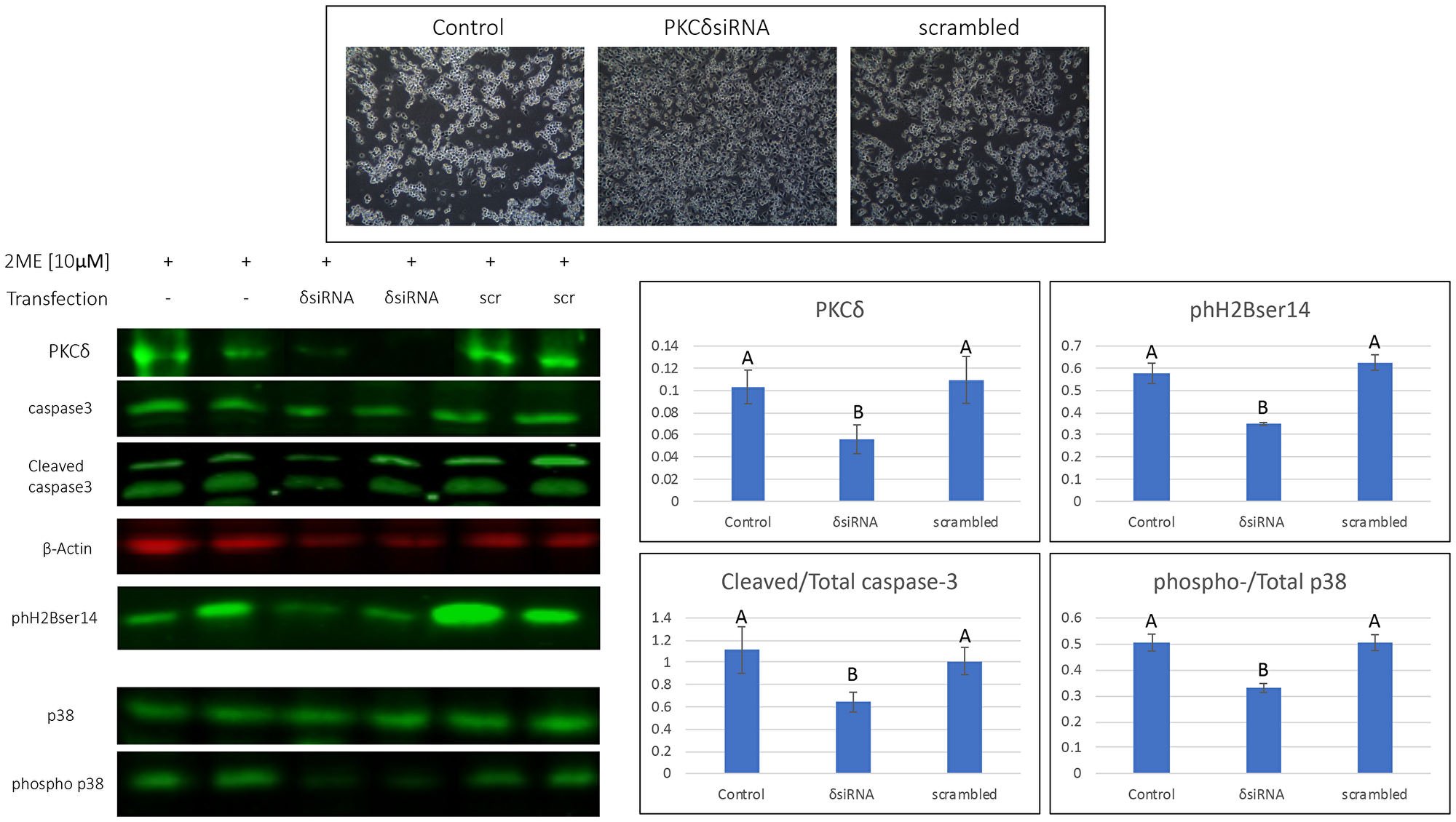 2MeOE2 effects on human ovarian cancer cells after silencing PKCδ