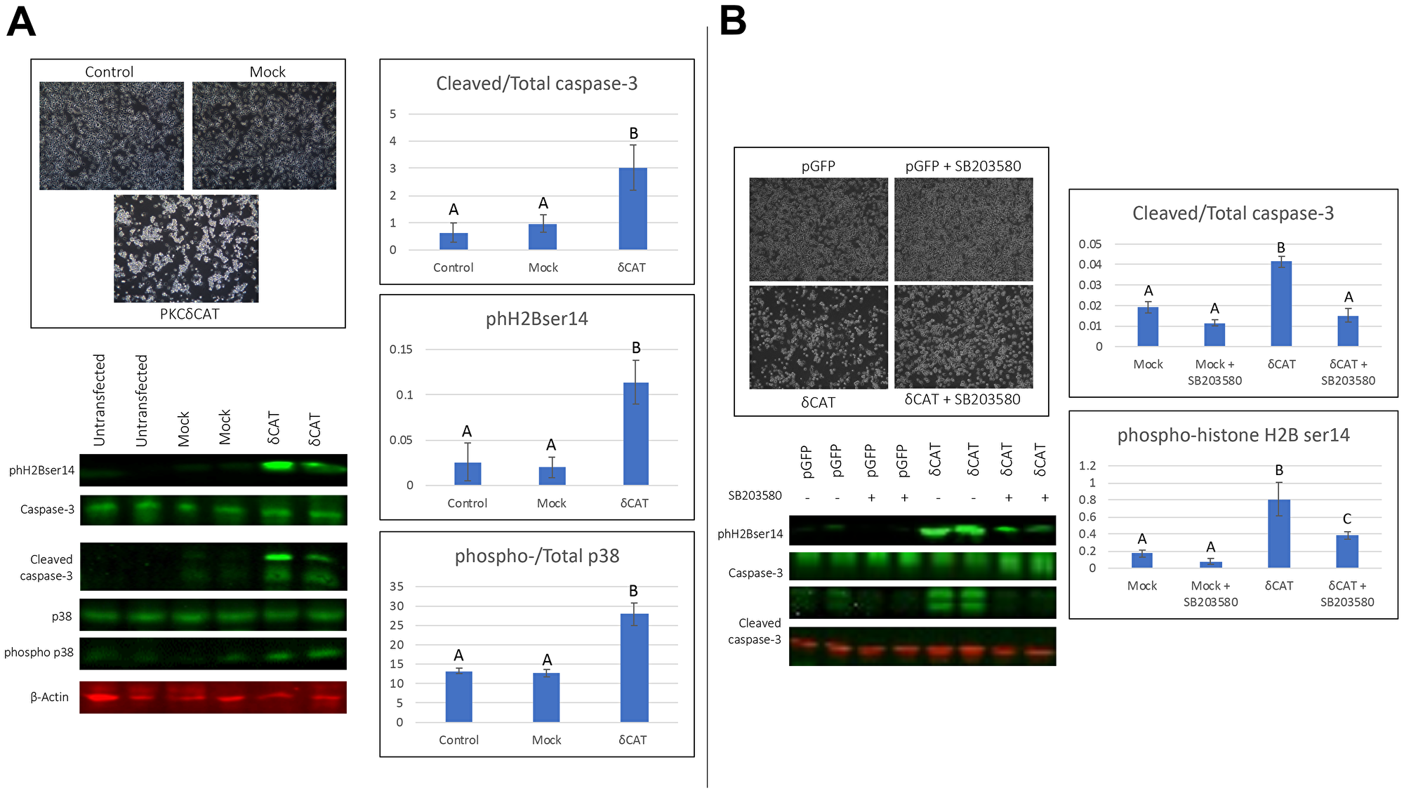 Expression of the catalytically active fragment of PKCδ to human ovarian cancer cells
