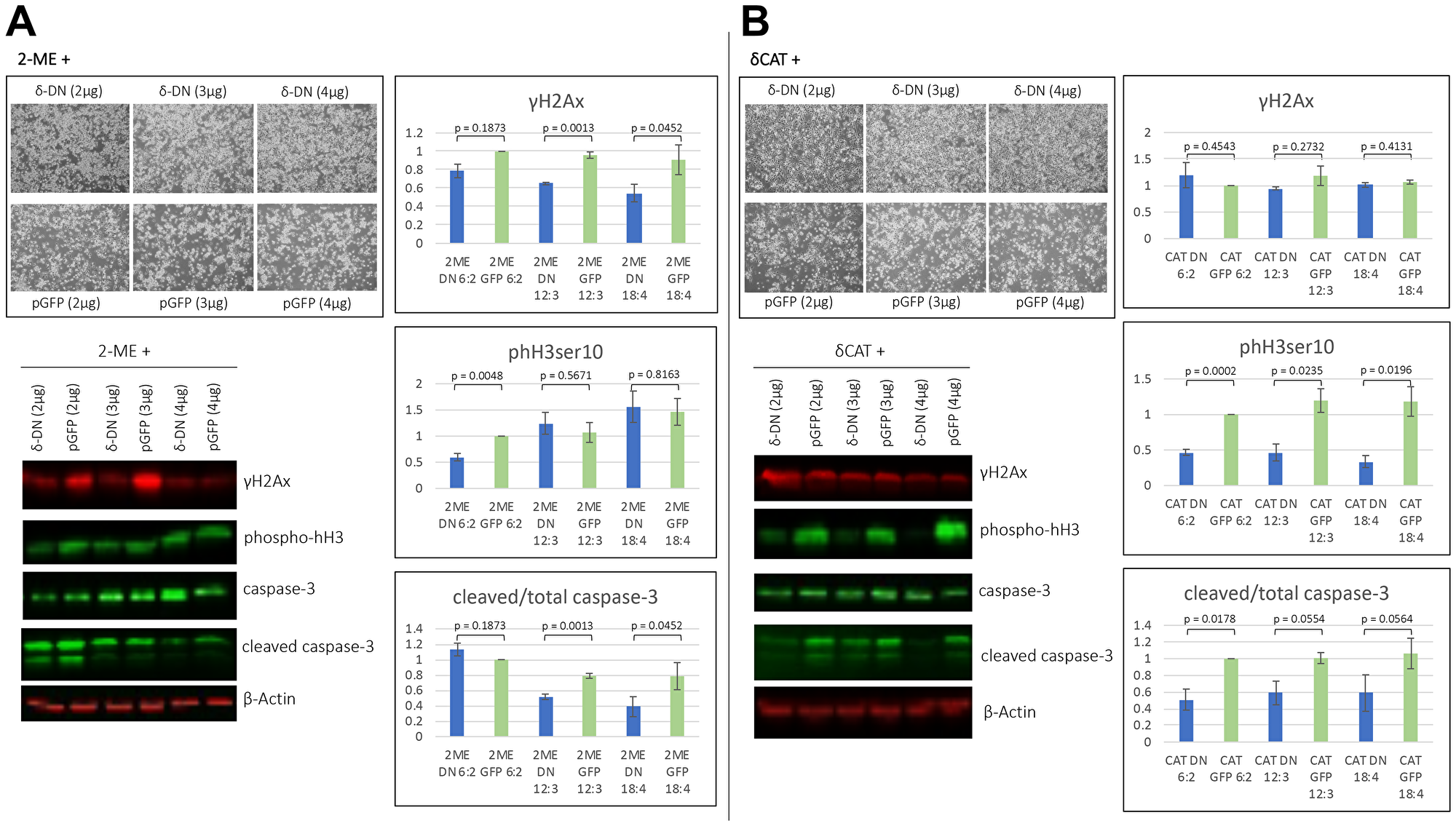 2MeOE2 effects are in part dependent on PKCδ