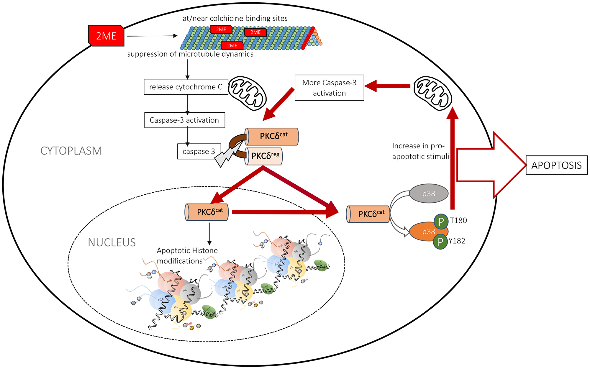 Schematic diagram of the molecular action of 2MeOE2