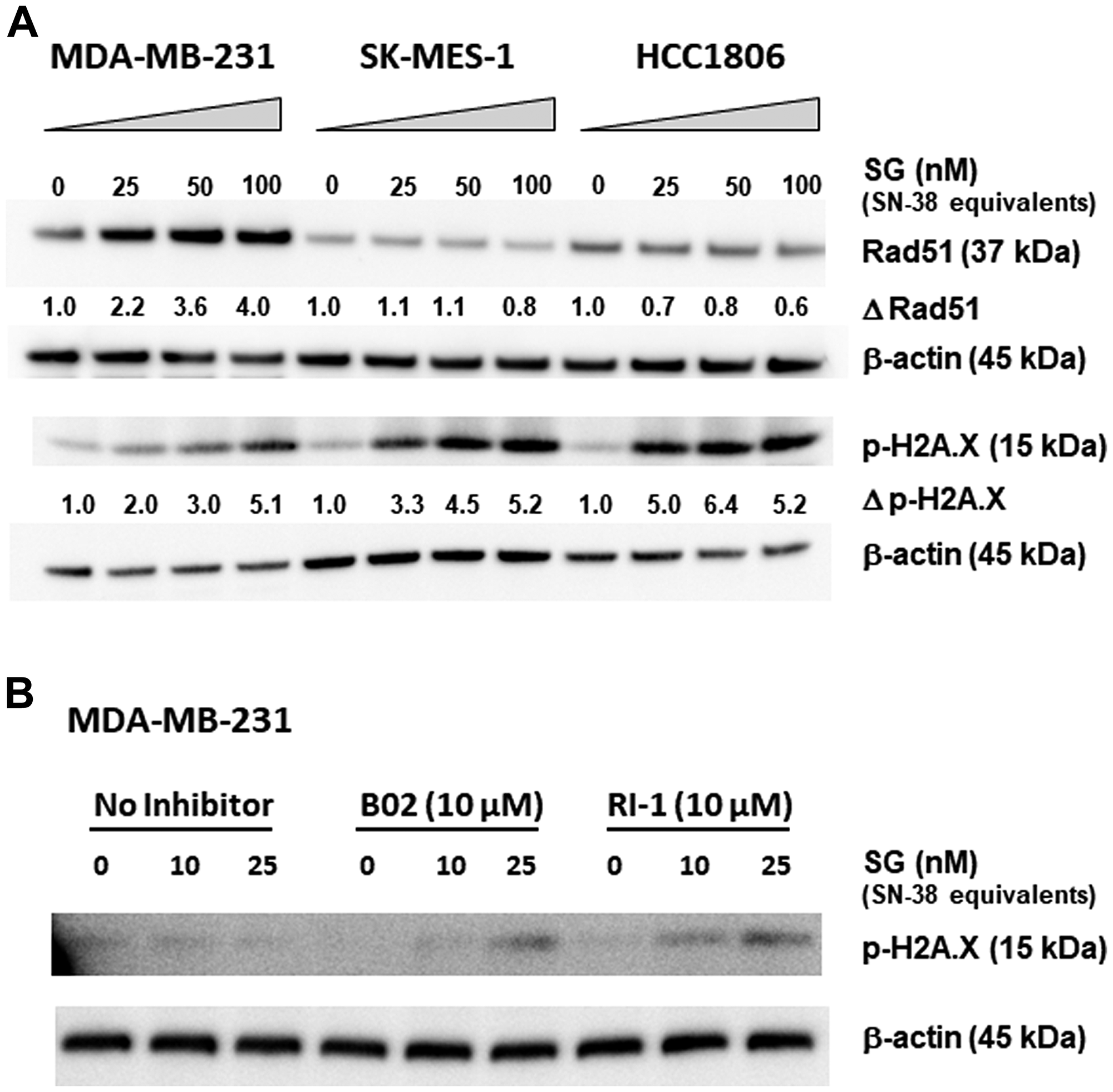 Changes in Rad51 expression and function correlate with SG-mediated resistance in MDA-MB-231