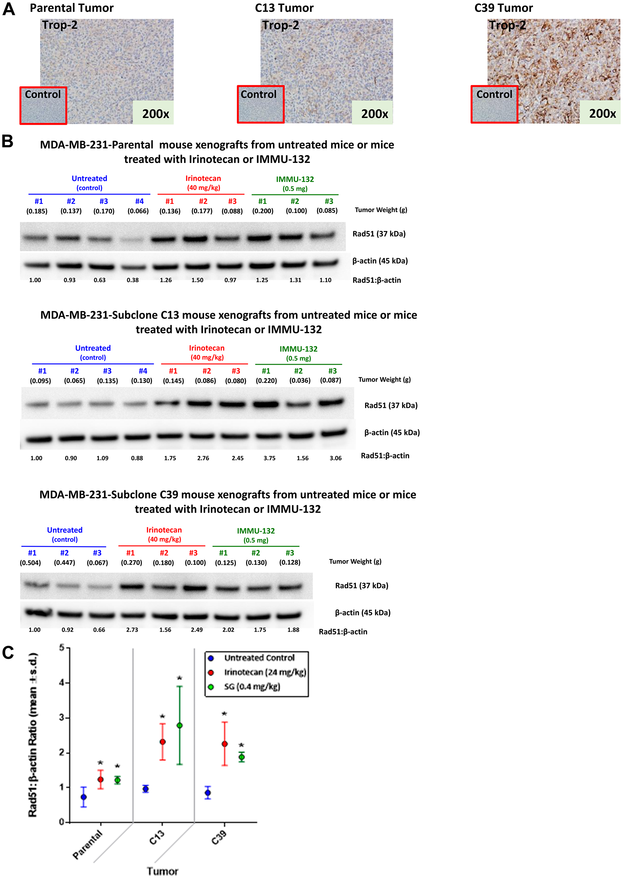 Expression of Trop-2 and changes in Rad51 expression mediated by irinotecan and SG in tumor xenografts of parental MDA-MB-231 and clones 13 and 39