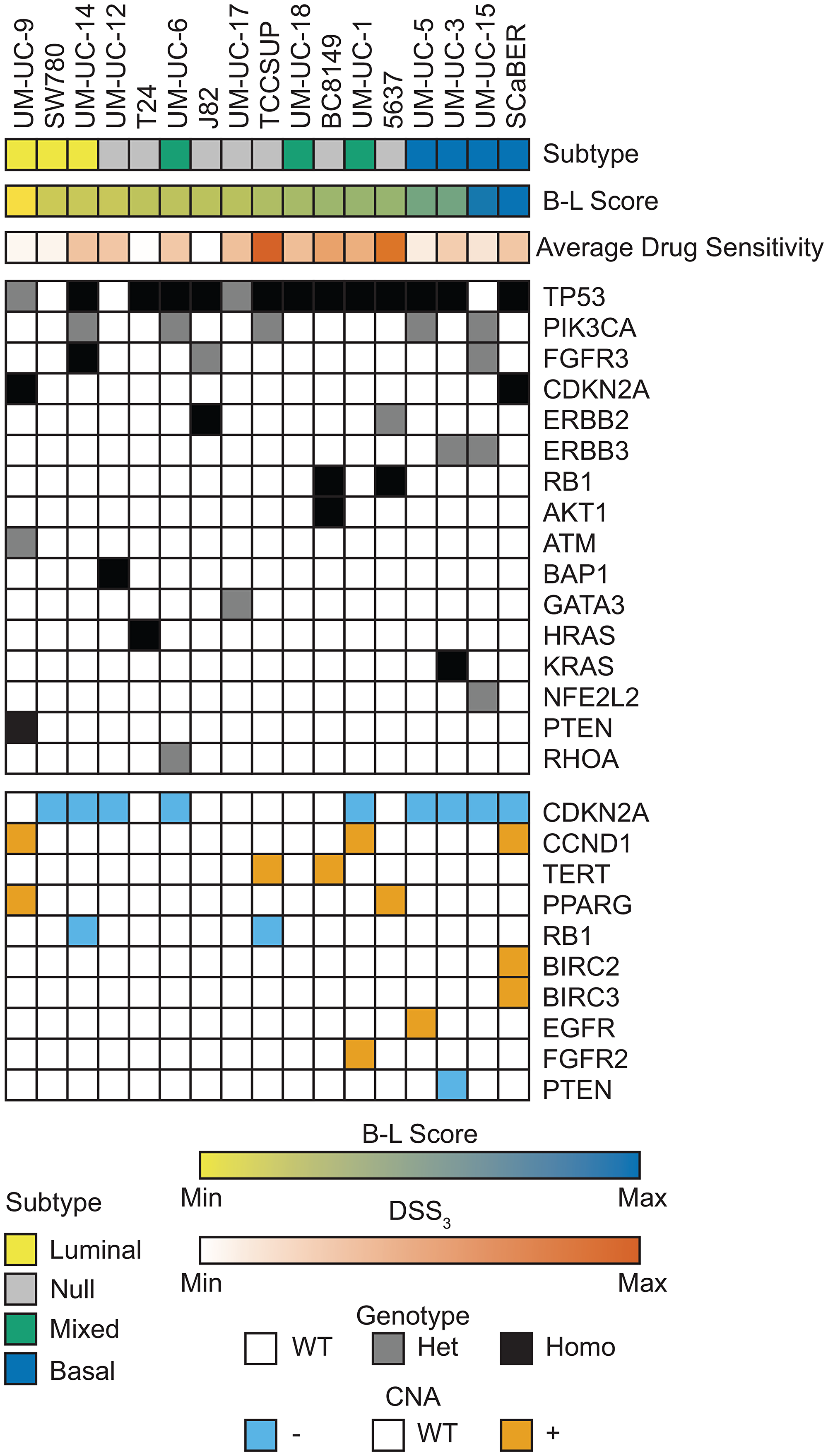 Genomic landscape of bladder cell lines