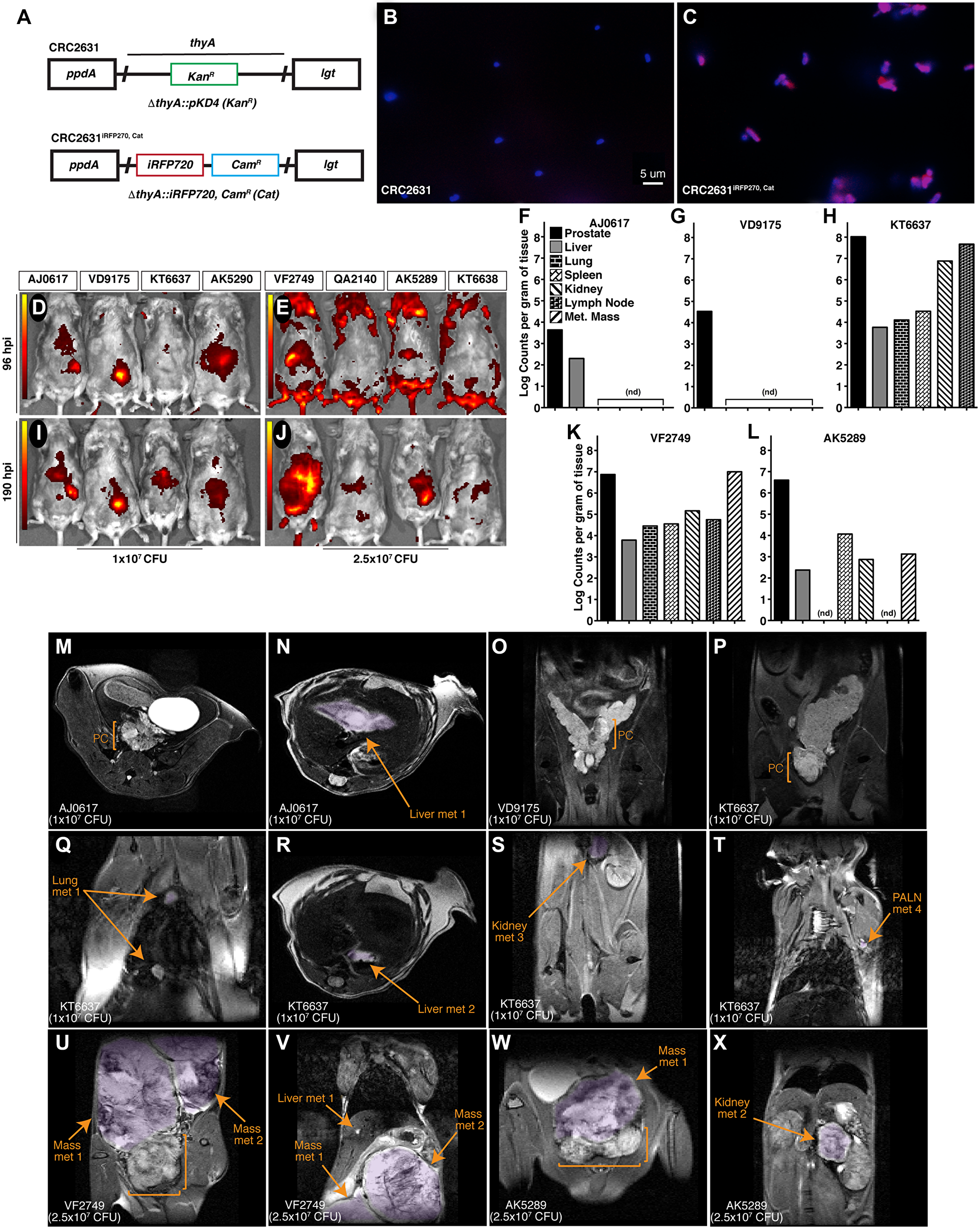 CRC2631 targets TRAMP primary and metastatic tumors