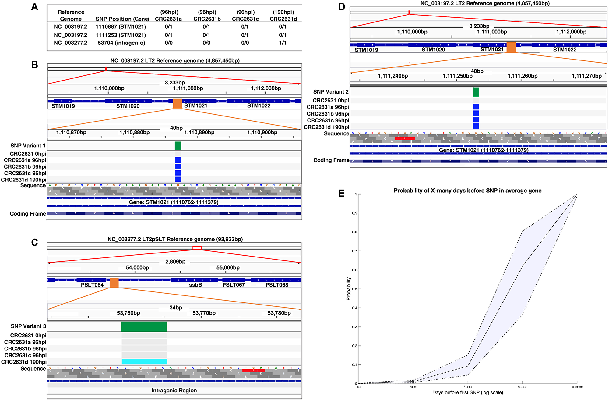 CRC2631 is genetically stable in tumors