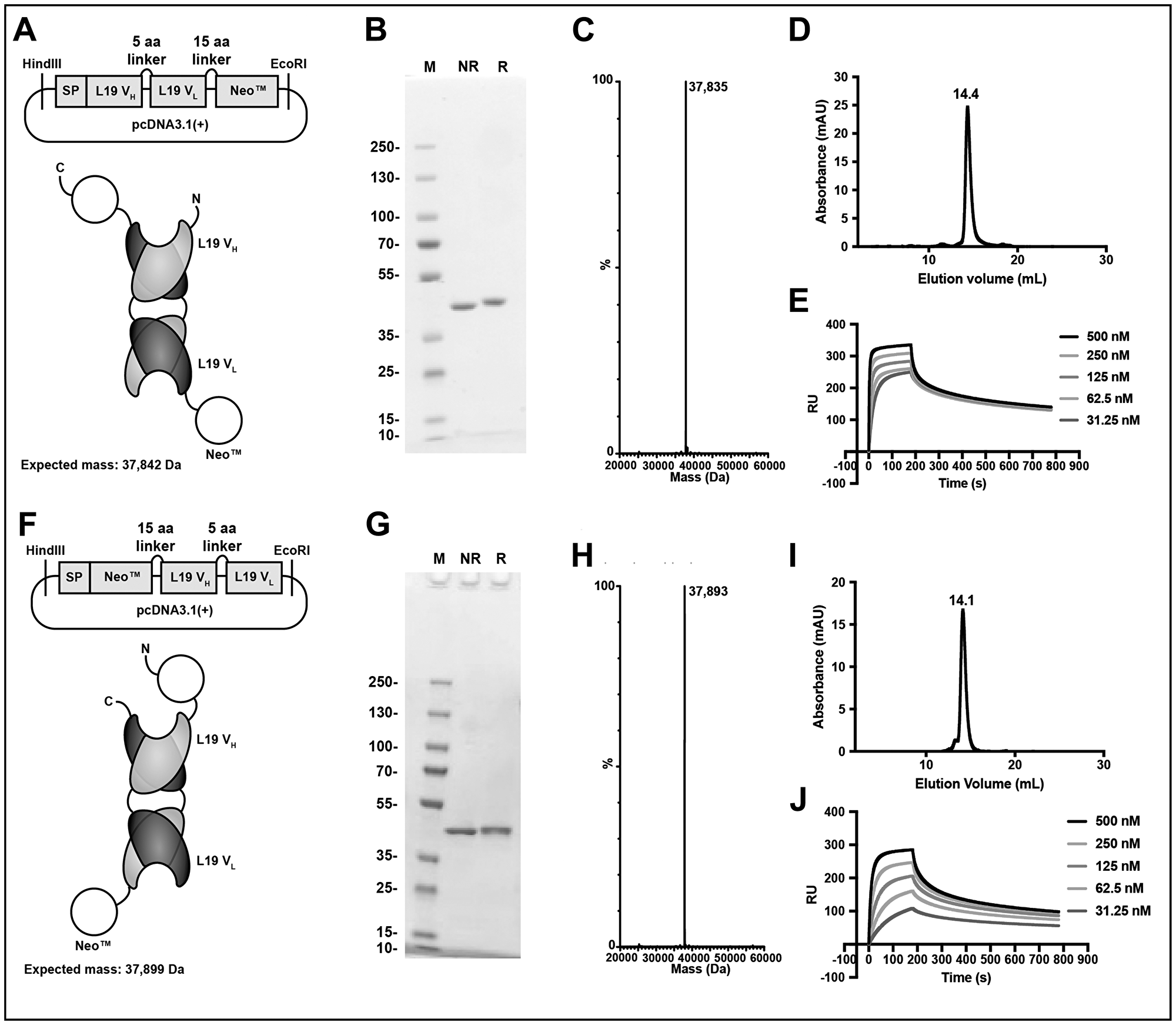 Design and in vitro characterization of the immunocytokine fusion proteins