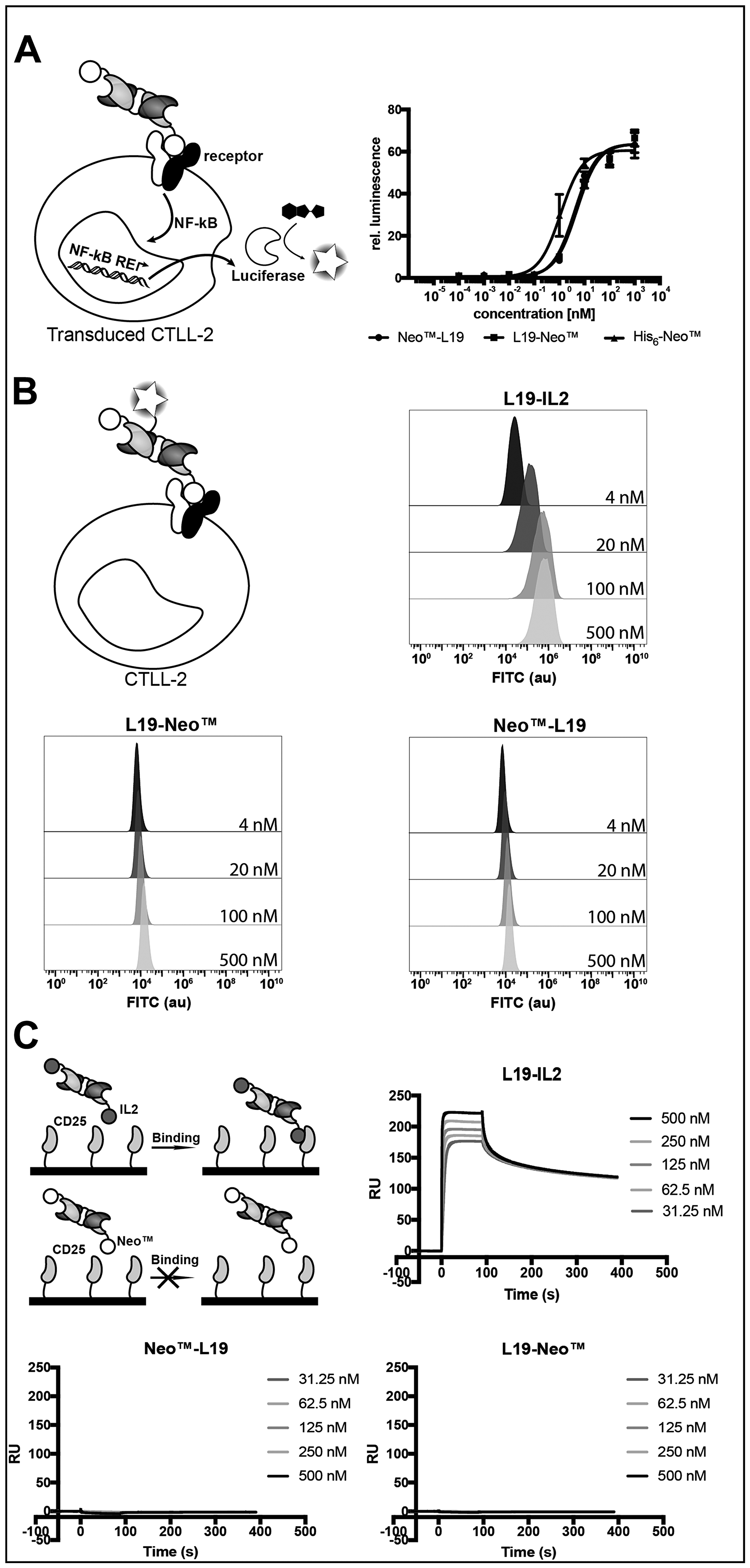 Characterization of the cytokine moiety in the fusion proteins