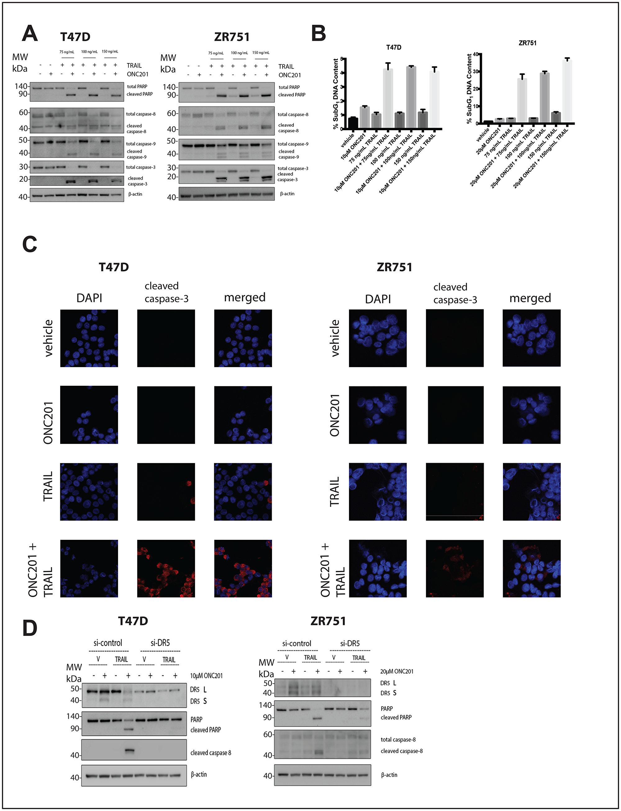 Addition of rhTRAIL converts the response of T47D and ZR751 breast cancer cells to ONC201 from anti-proliferative to pro-apoptotic in a DR5-dependent manner