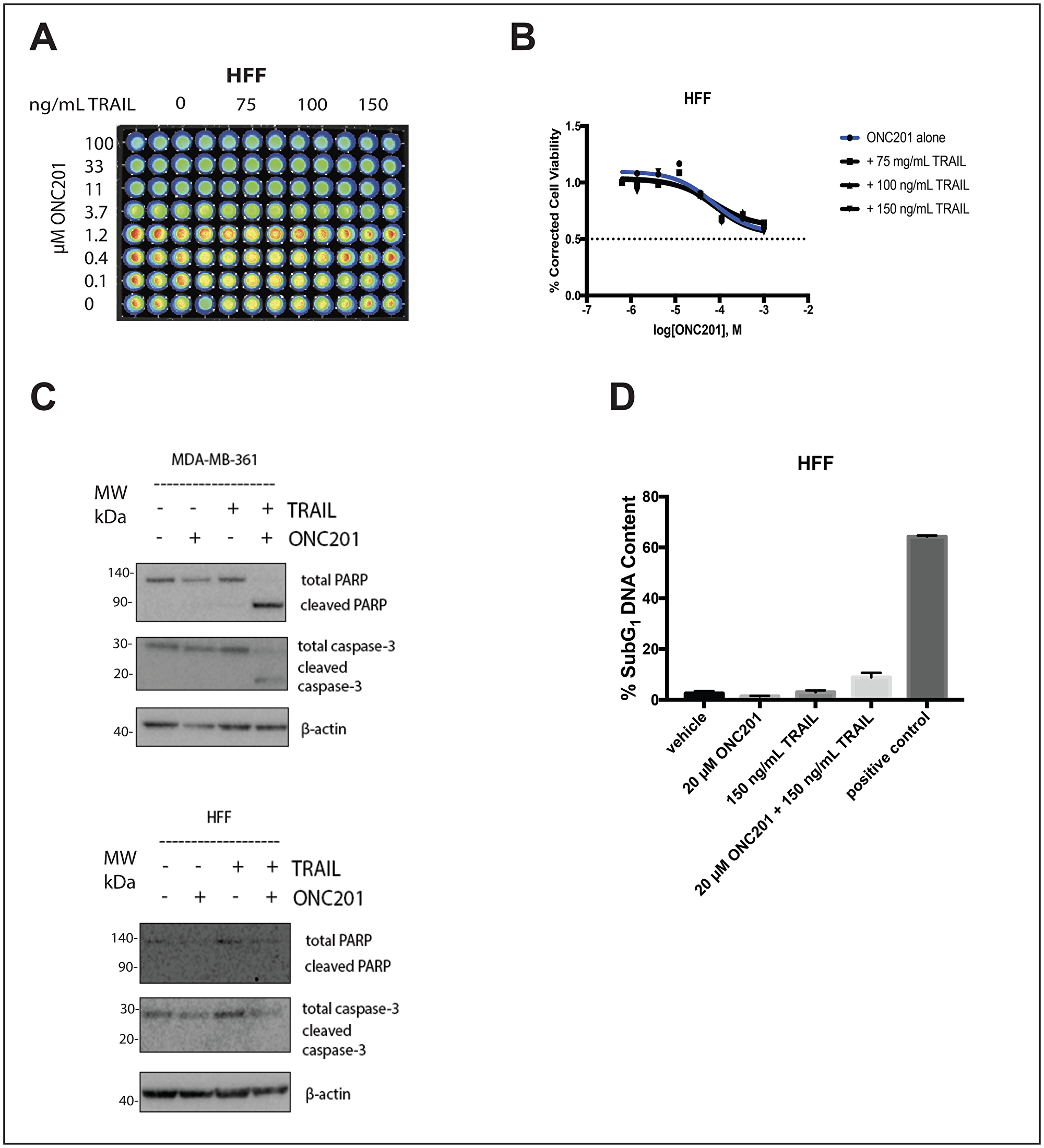 Addition of rhTRAIL does not convert the response to the compound in normal fibroblasts from anti-proliferative to apoptotic