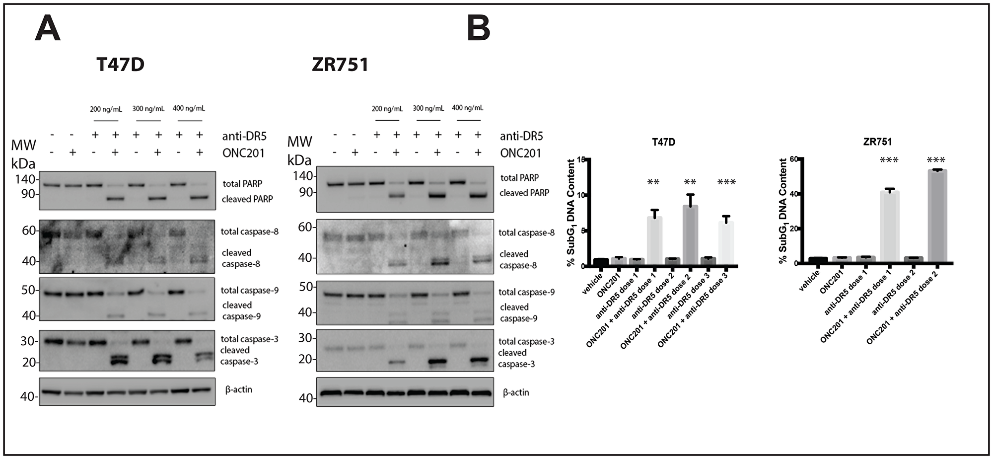 A DR5-agonistic antibody can also be used to convert the response of T47D and ZR751 breast cancer cells from anti-proliferative to pro-apoptotic