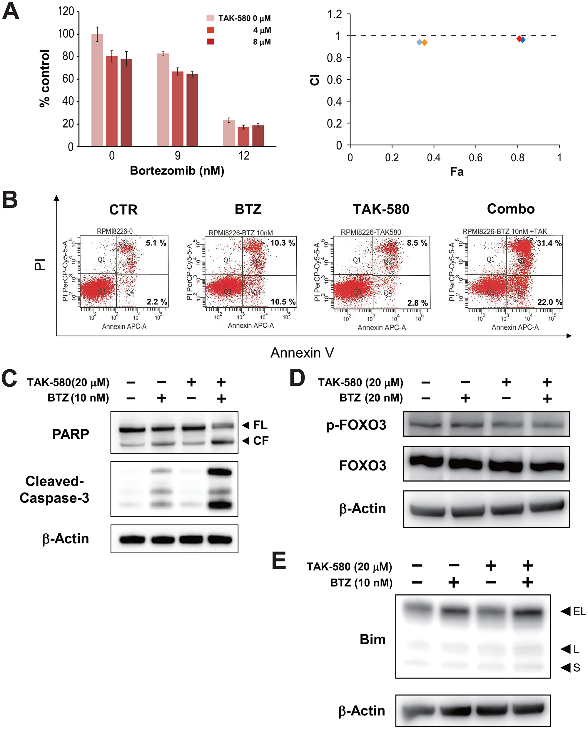 The combination of TAK-580 and BTZ triggers synergistic anti-MM activity