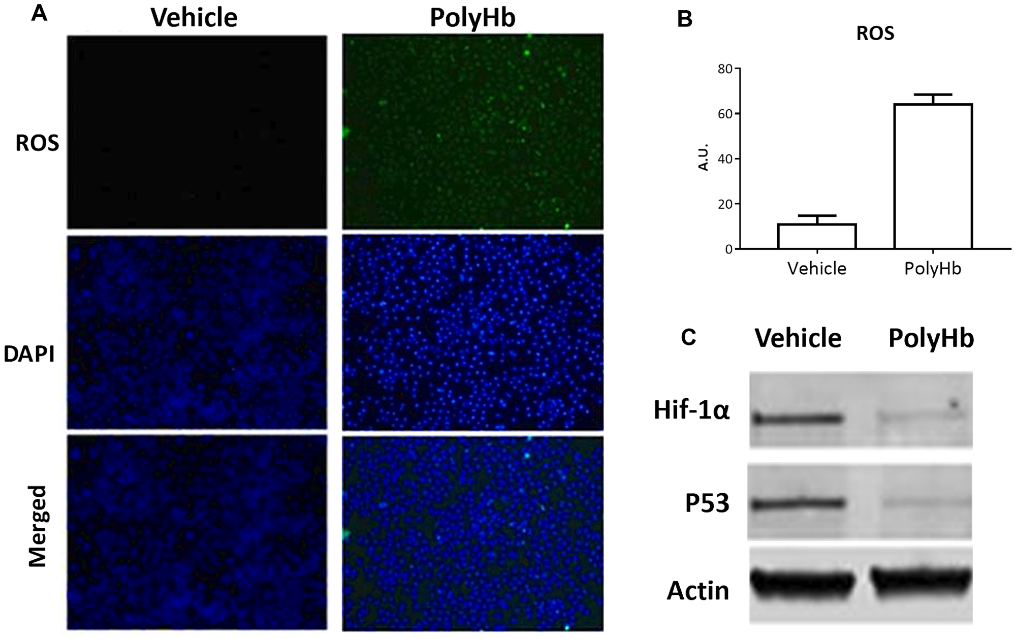Effects of 0.05 g/dL PolyHb on ROS levels in A549 cells after 24 hours