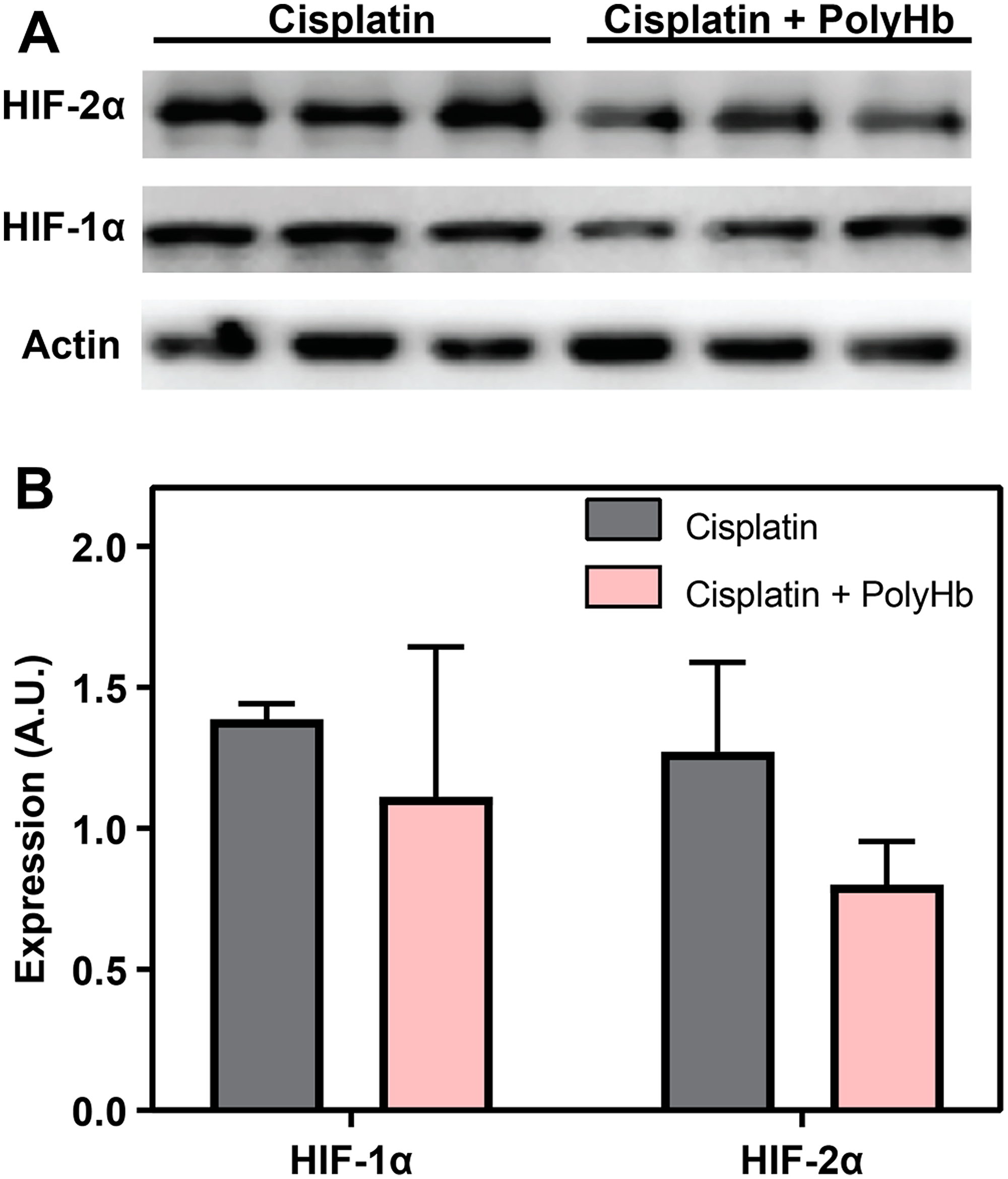 (A) Expression of HIF-1α and HIF-2α measured by Western blot analysis in the in-vivo A549 tumor. (B) Average intensity of the HIF-1α and HIF-2α bands for each experimental group, normalized to the vehicle control.