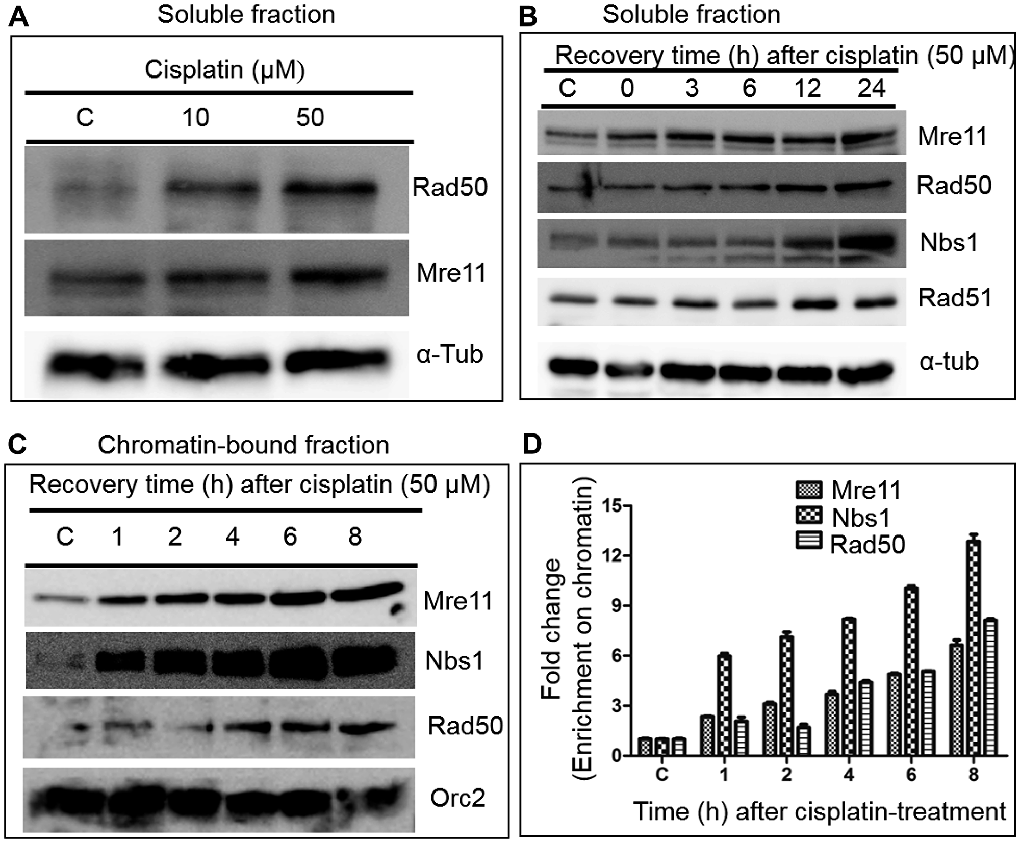 Cisplatin treatment significantly increases the levels of MRN complex subunits in HeLa cells