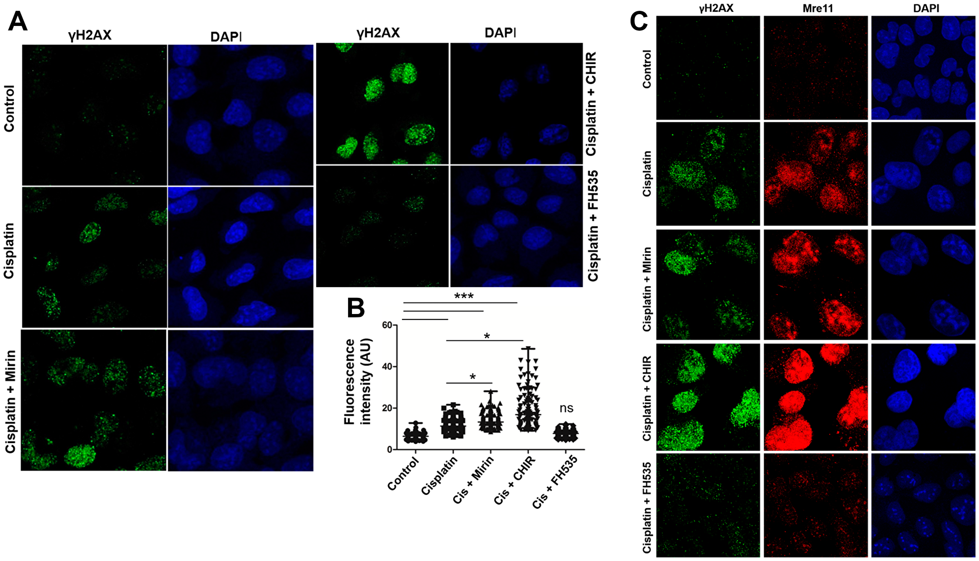 Modulation of Wnt/β-catenin pathway impairs the efficiency of DNA repair