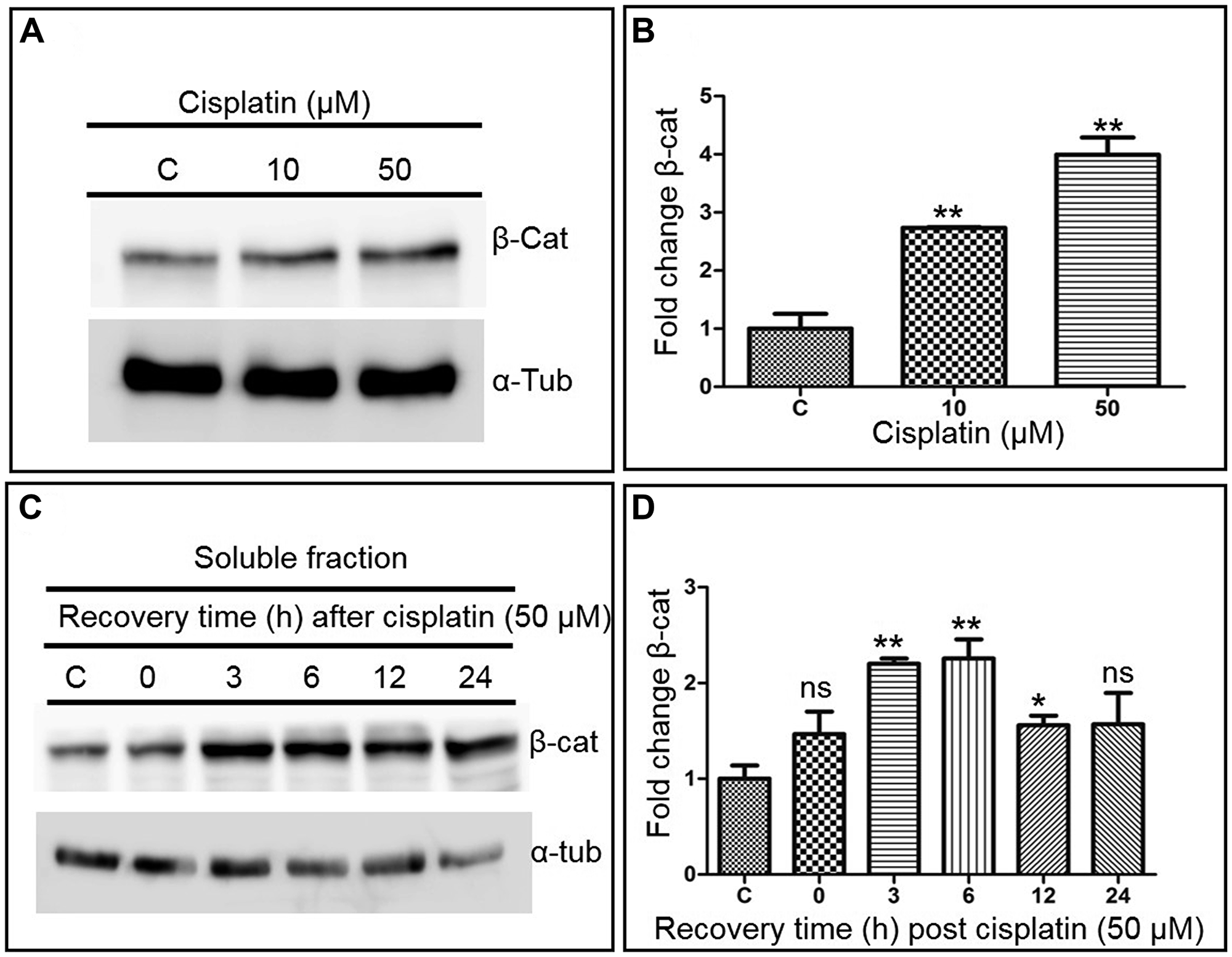 ICL damage activates Wnt/β-catenin signalling