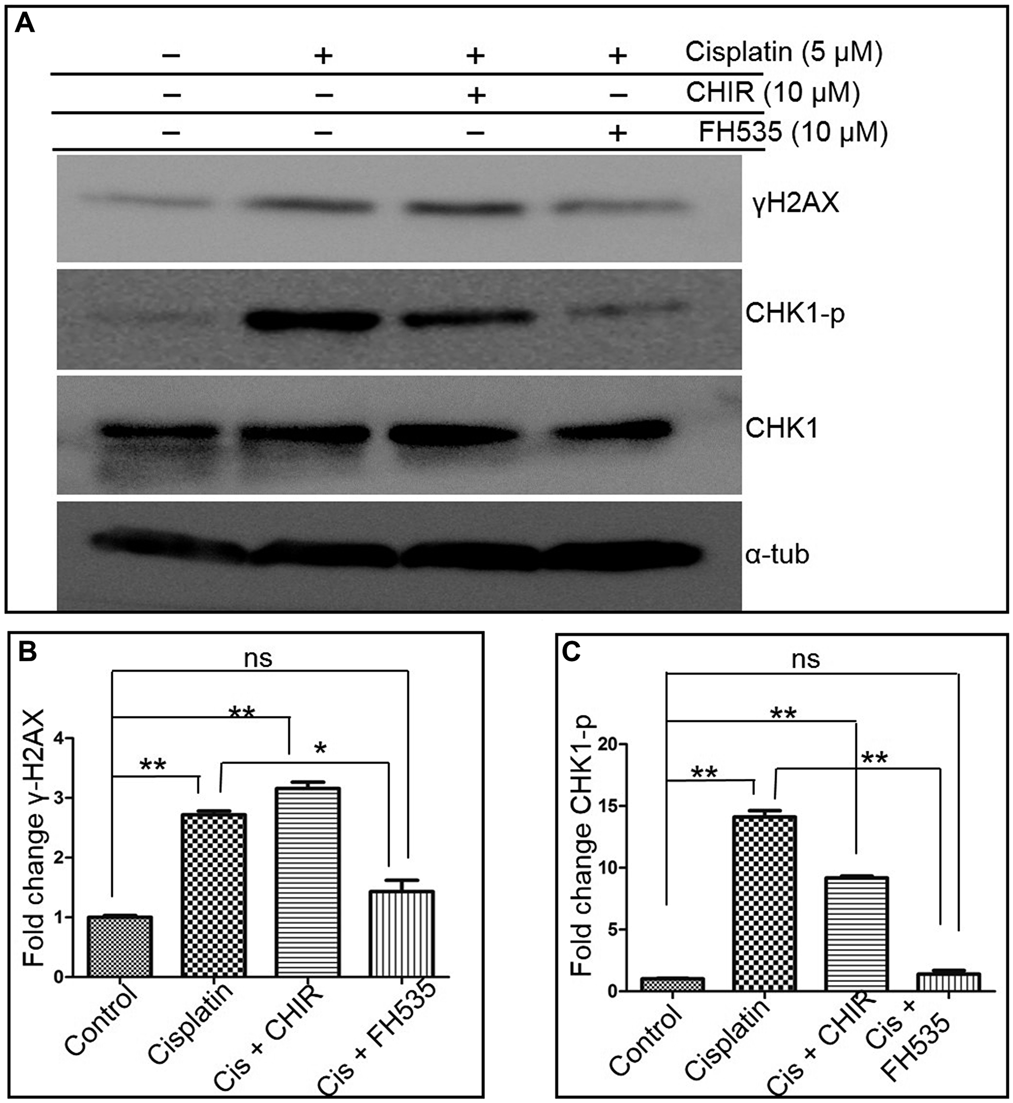 FH535 abrogates cell cycle checkpoint activation