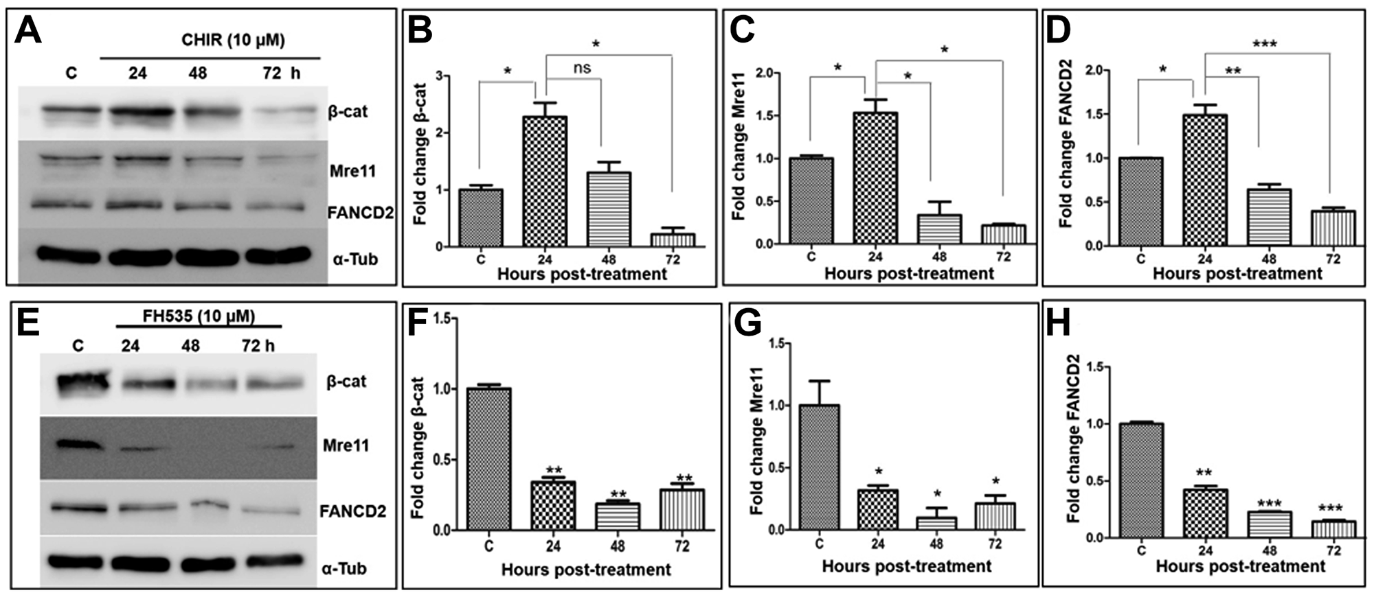 Wnt modulators affect the expression of β-catenin, Mre11 and FANCD2