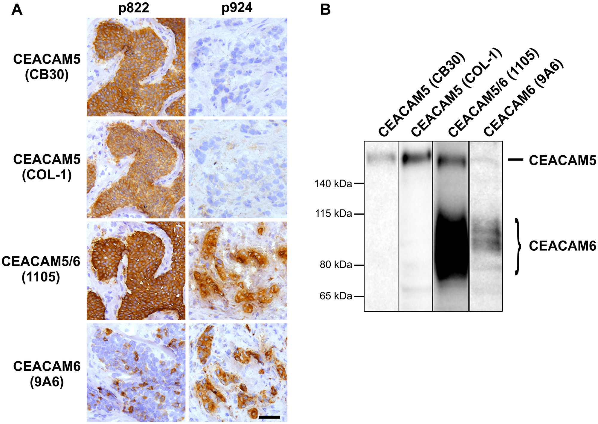 Antibodies CB30 and COL-1 specifically target CEACAM5-positive cells