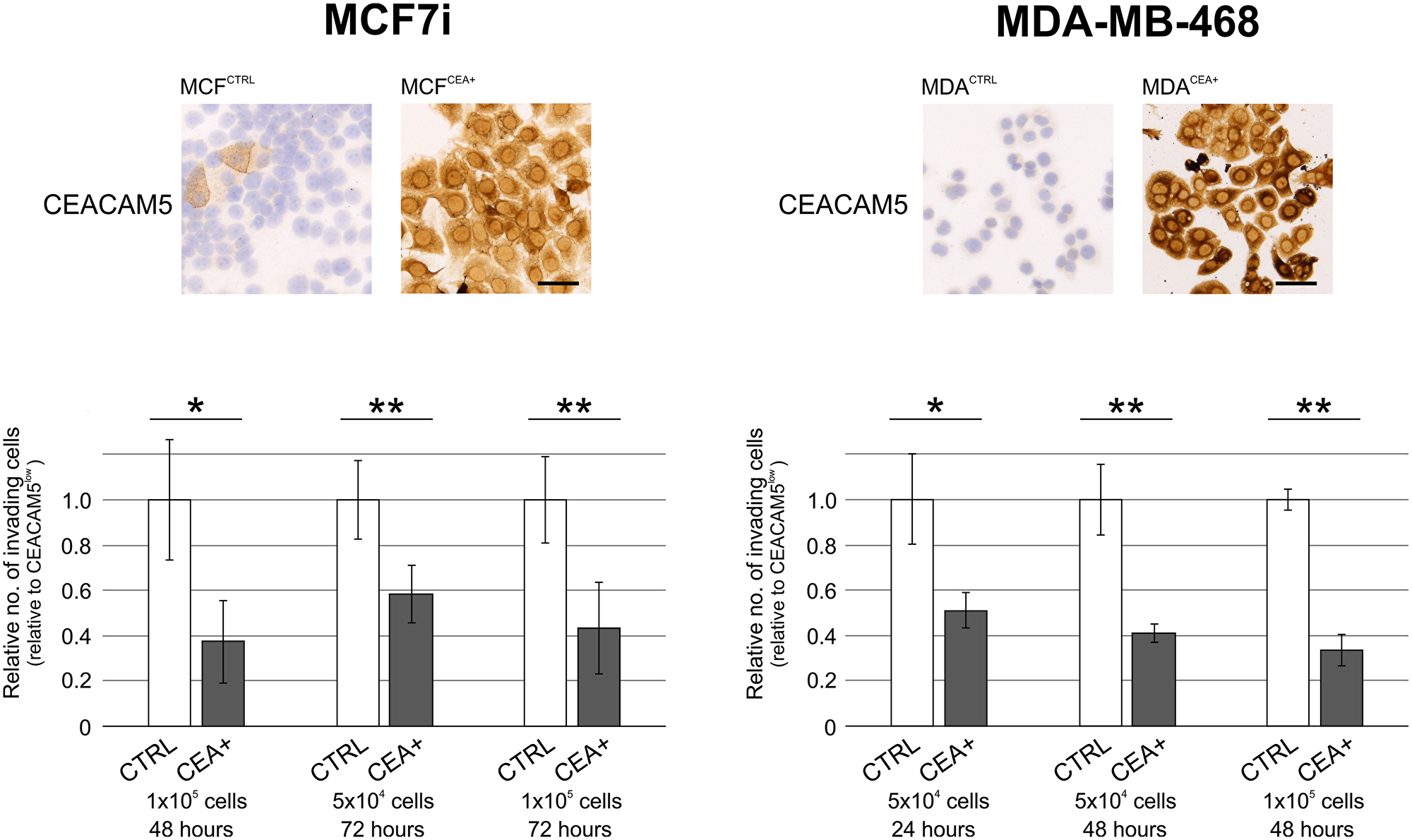 CEACAM5-positive breast cancer cells are less invasive in culture