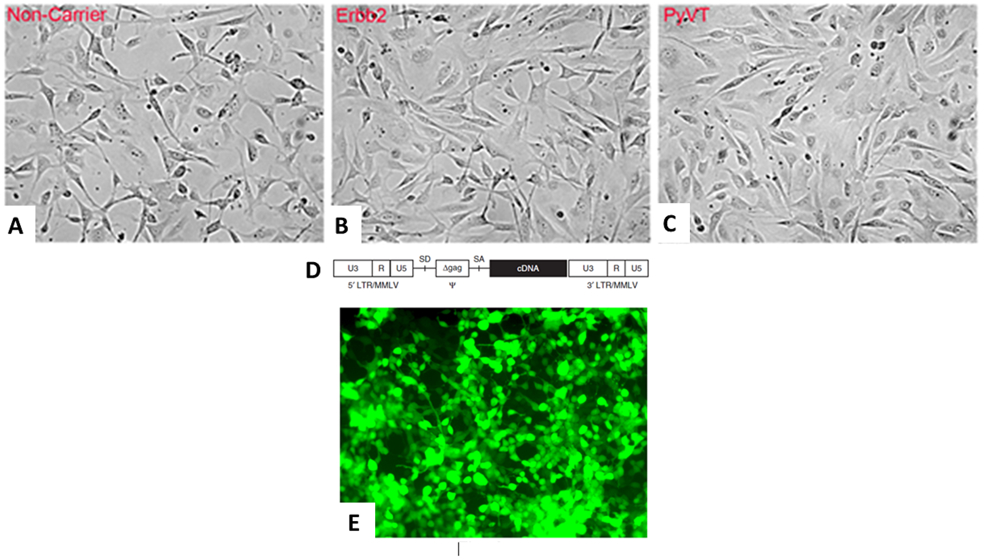 Retroviral transfection of tail vein fibroblasts