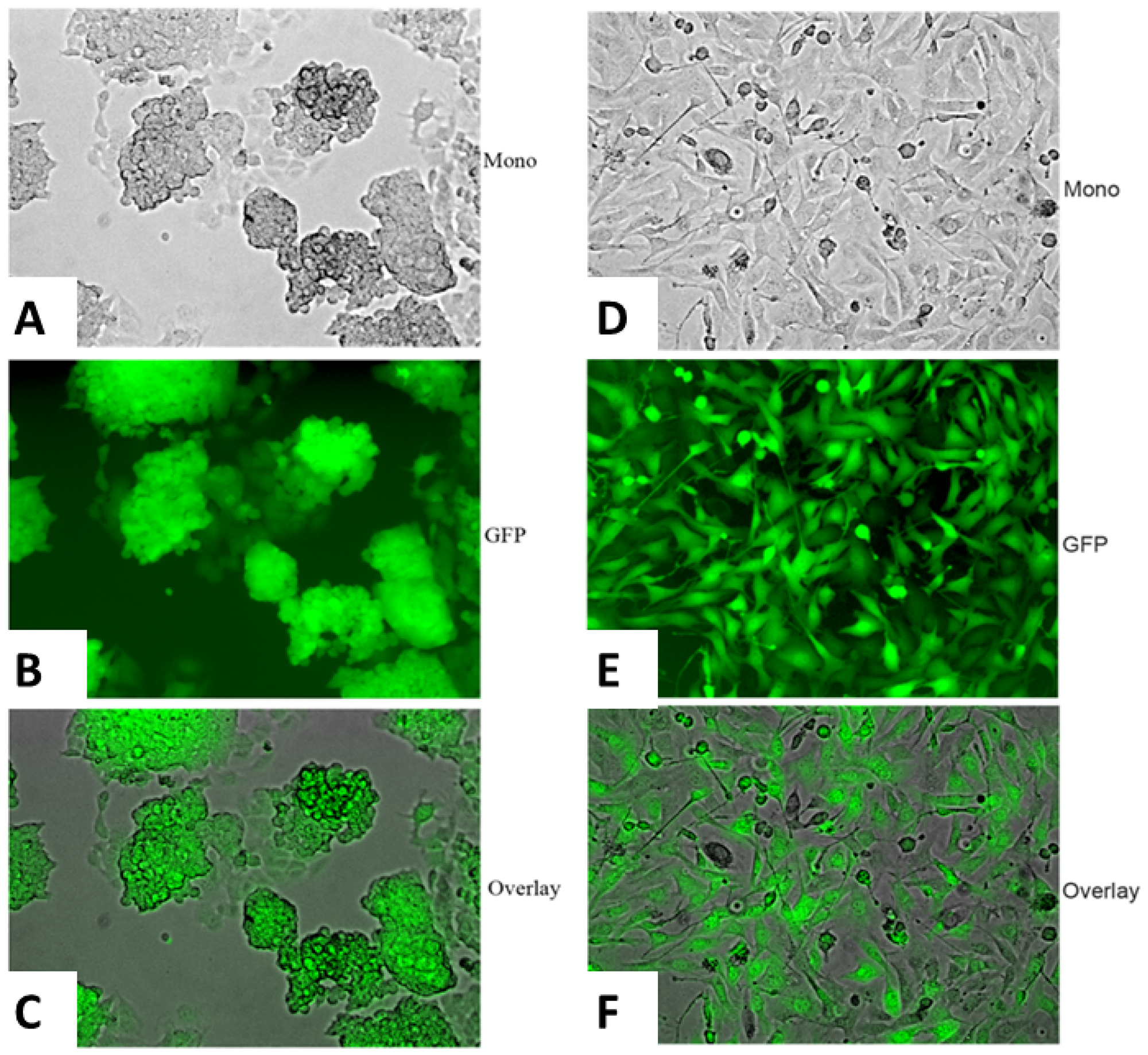 Heterogeneity of the iPSC clones