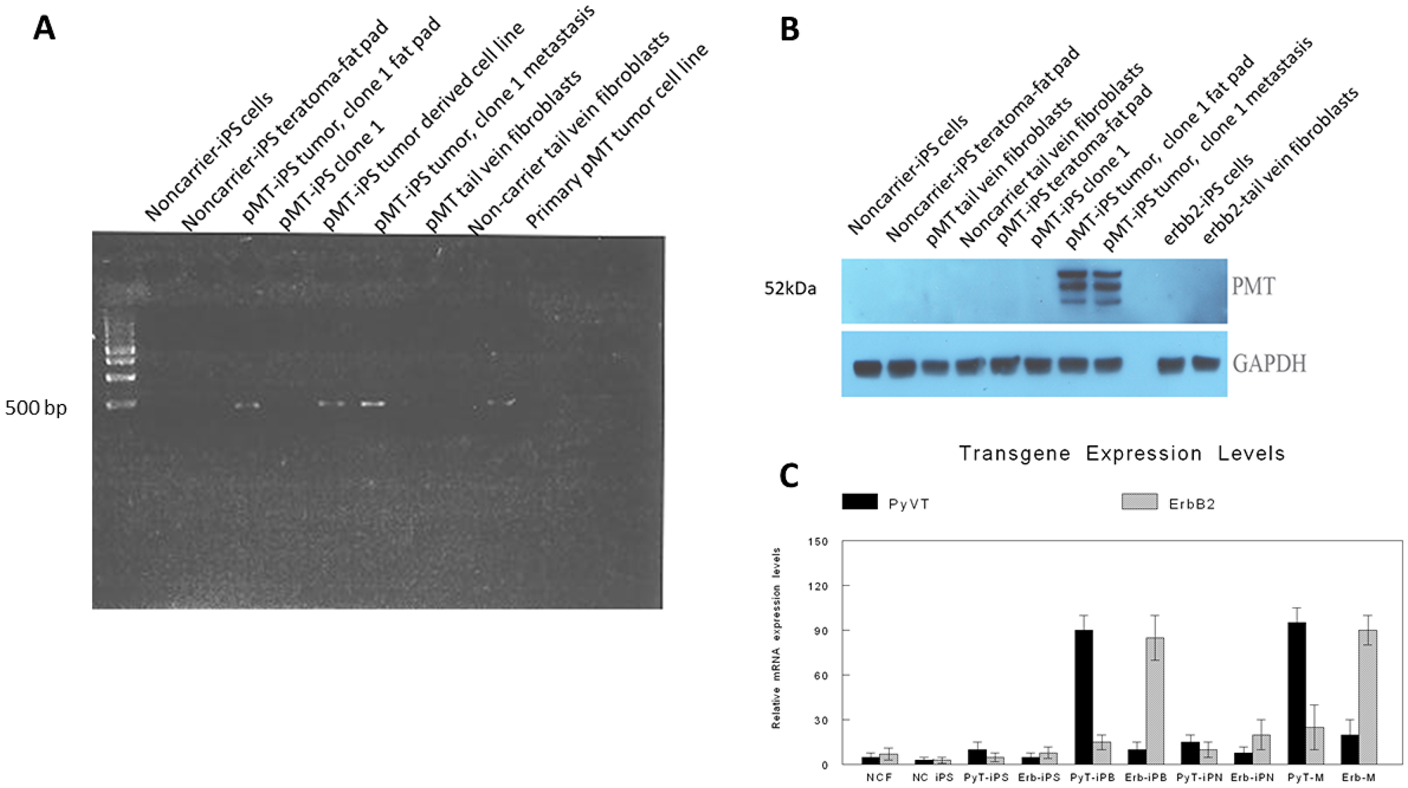 Expression of oncogenic transgenes