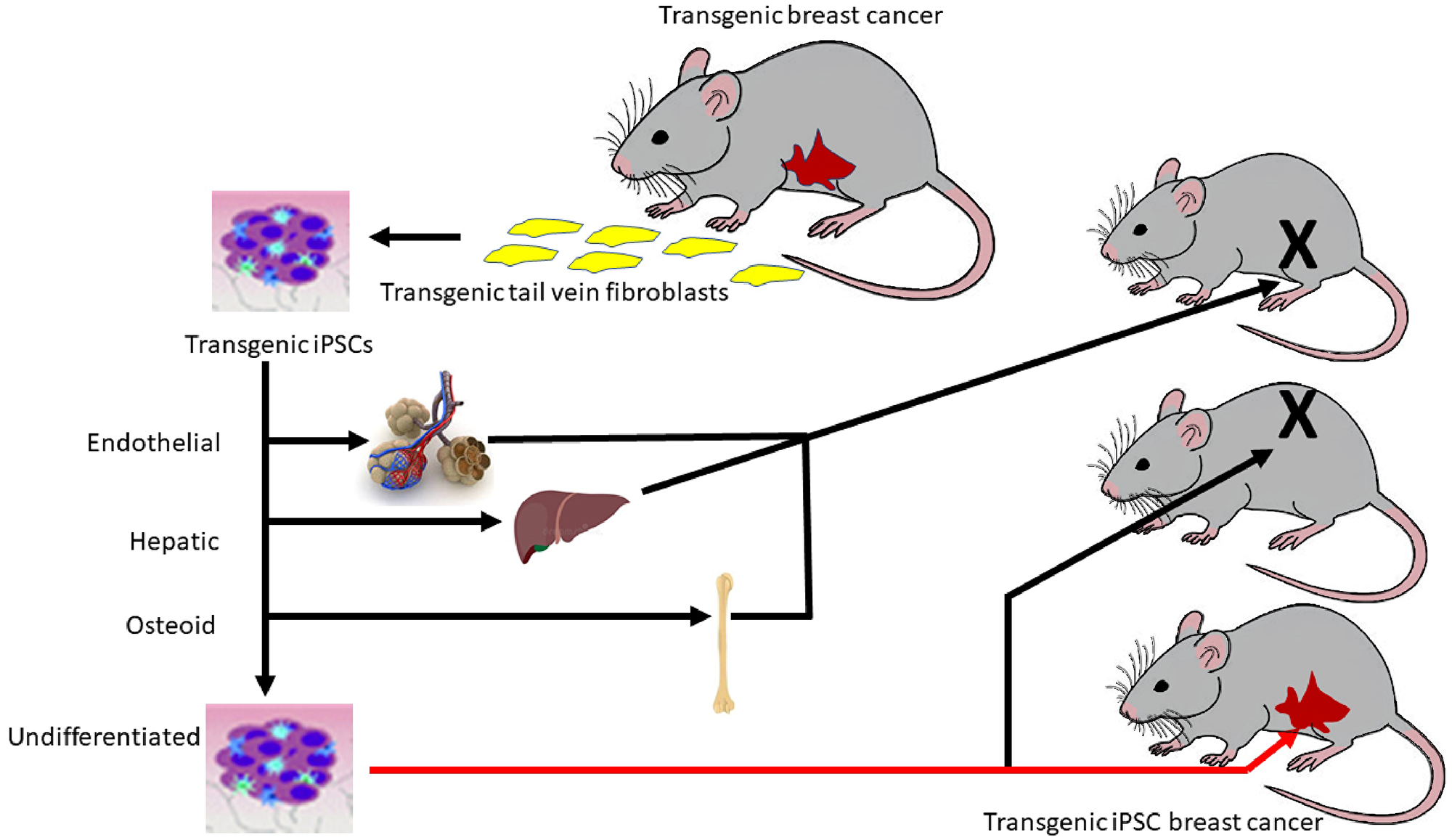 Regulation of oncogenesis by a critical window of differentiation