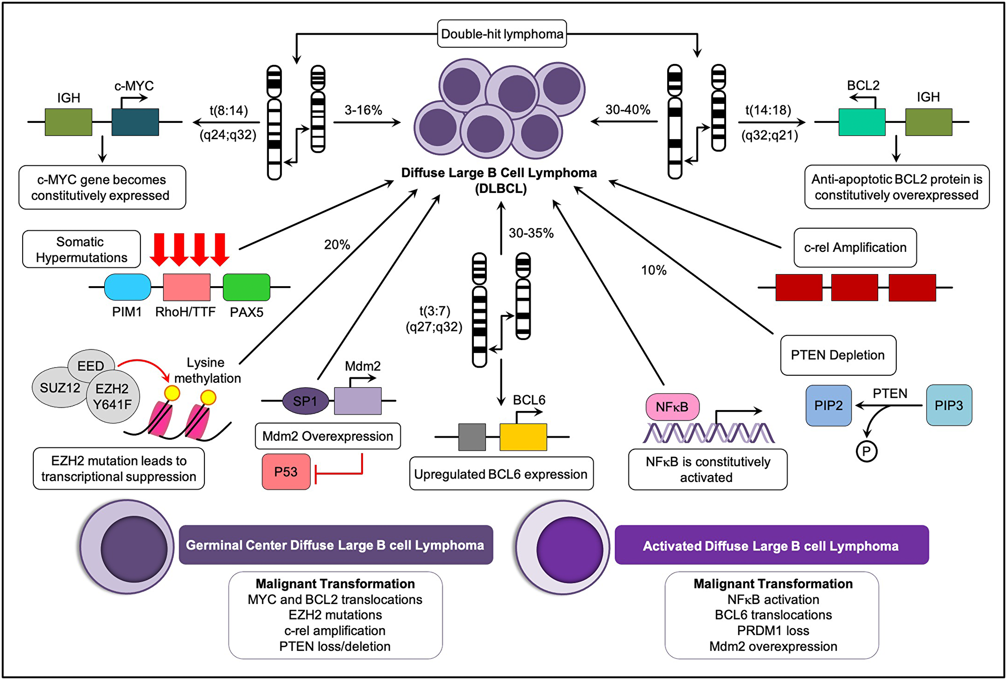 Key oncogenetic pathways and major molecular subtypes of DLBCL