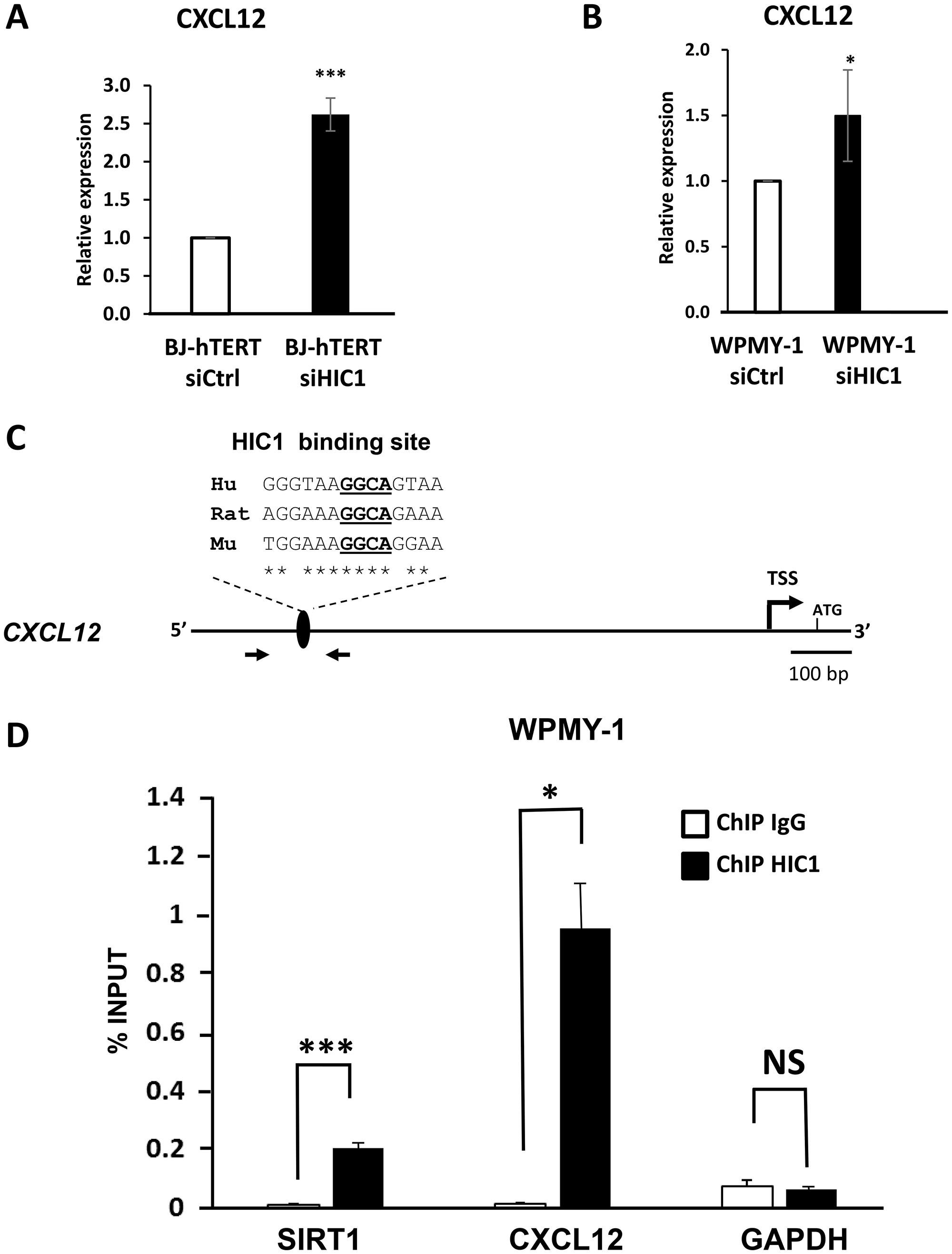 CXCL12/SDF1 is a direct target gene of HIC1 in the myofibroblastic cell line WPMY-1