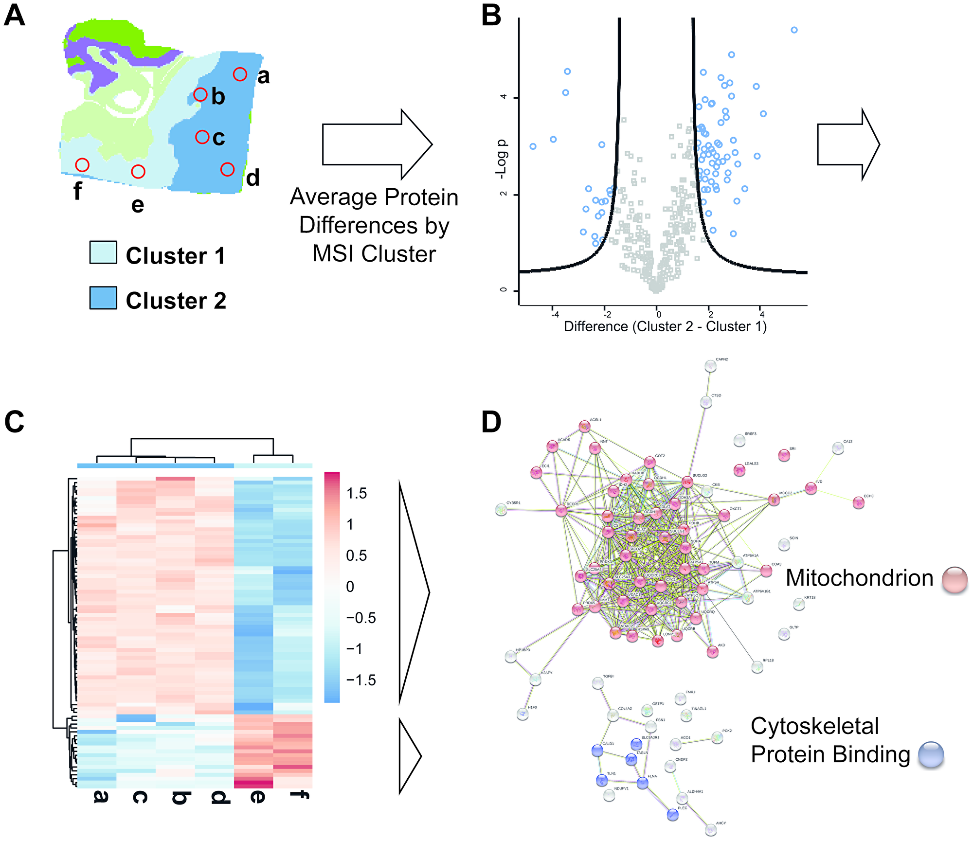 Combined use of MS imaging and rapid LC-MSMS microproteomics provides histo-molecular details of tumor heterogeneity