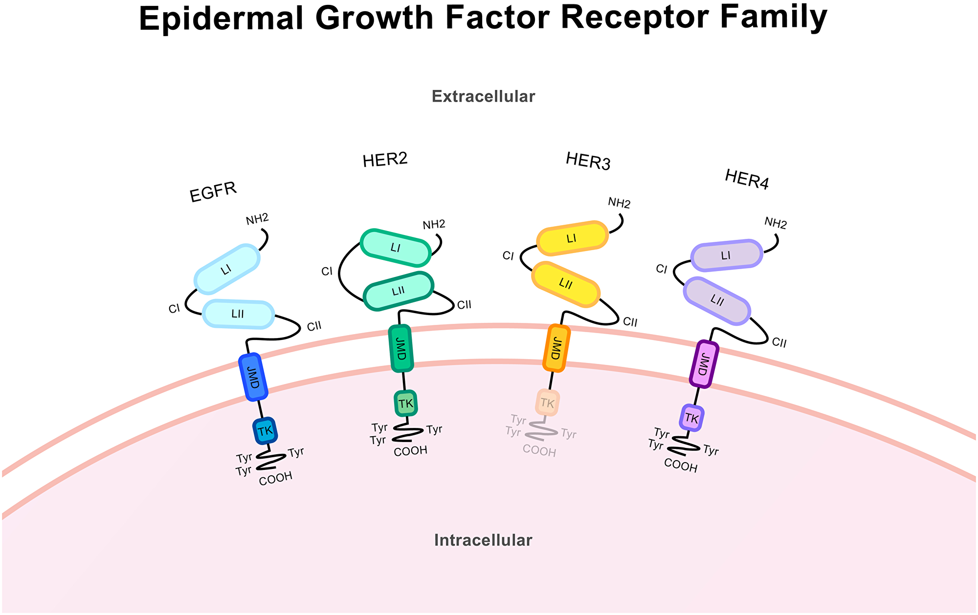 Protein structure of the epidermal growth factor receptor family